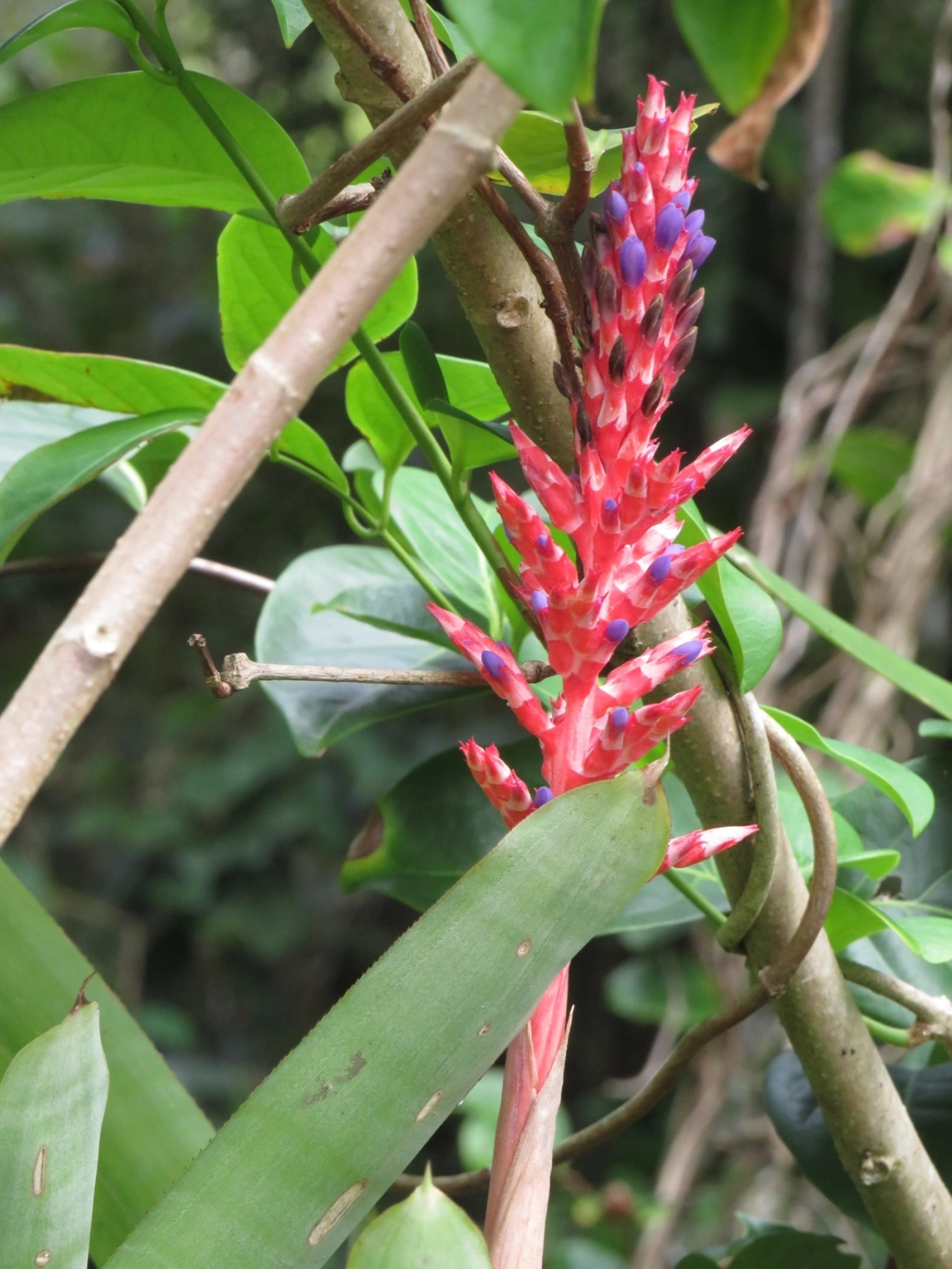 Aechmea wittmackiana, plantas, fotografado em Maresias, São Sebastião