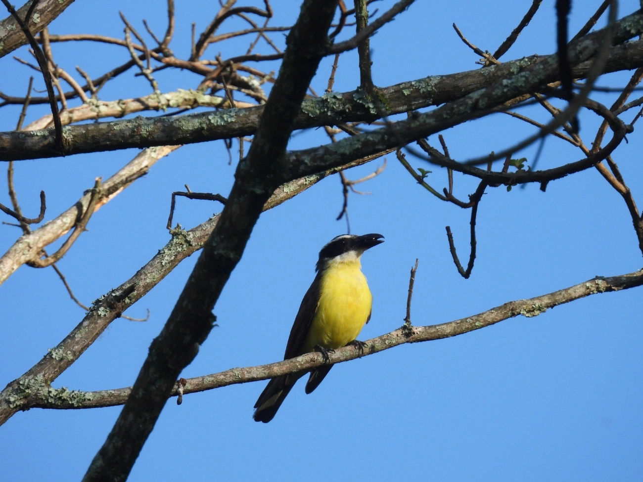 Neinei (Megarynchus pitangua), aves, fotografado em Queluz