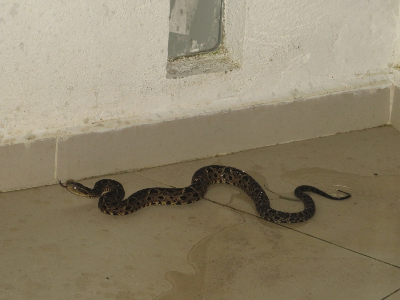Jararacuçu (Bothrops jararacussu), répteis, fotografado em Maresias, São Sebastião