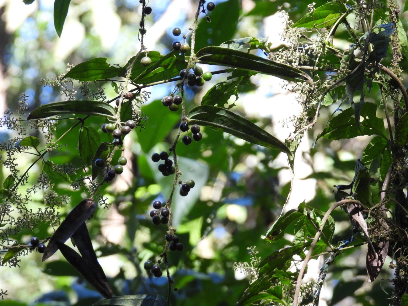Plantas (Plantae), plantas, fotografado em Resende