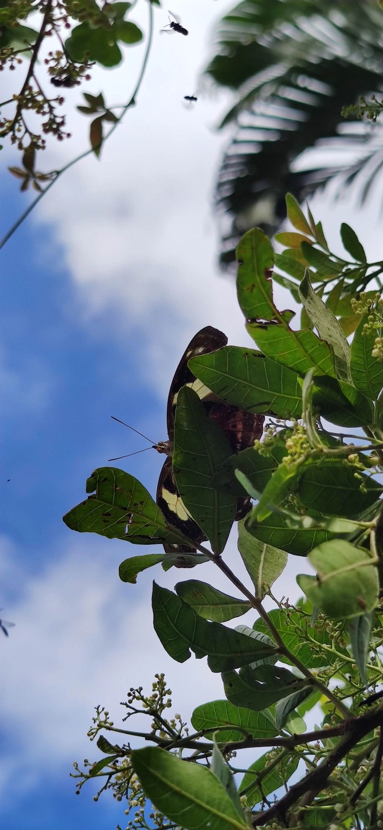 Catones (Catonephele), insetos, fotografado em Maresias, São Sebastião