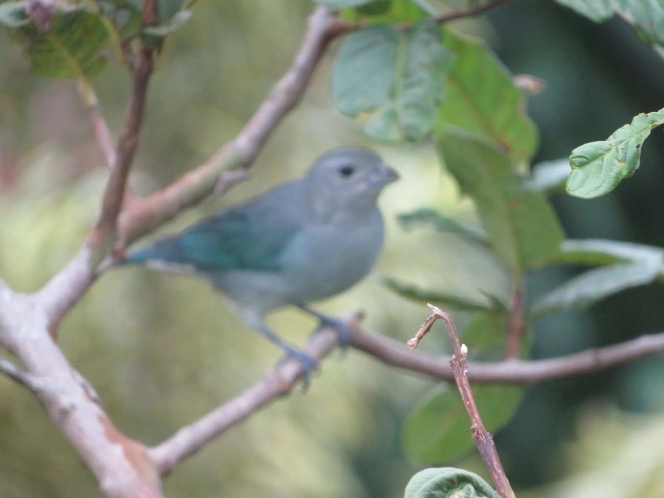 Sanhaço-cinzento (Thraupis sayaca), aves, fotografado em Maresias, São Sebastião