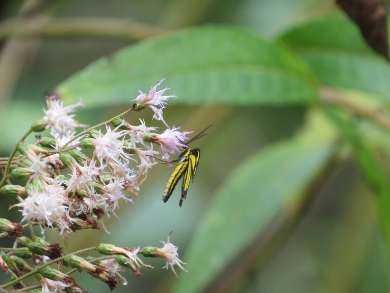 Cyllopoda claudicula, insetos, fotografado em Maresias, São Sebastião