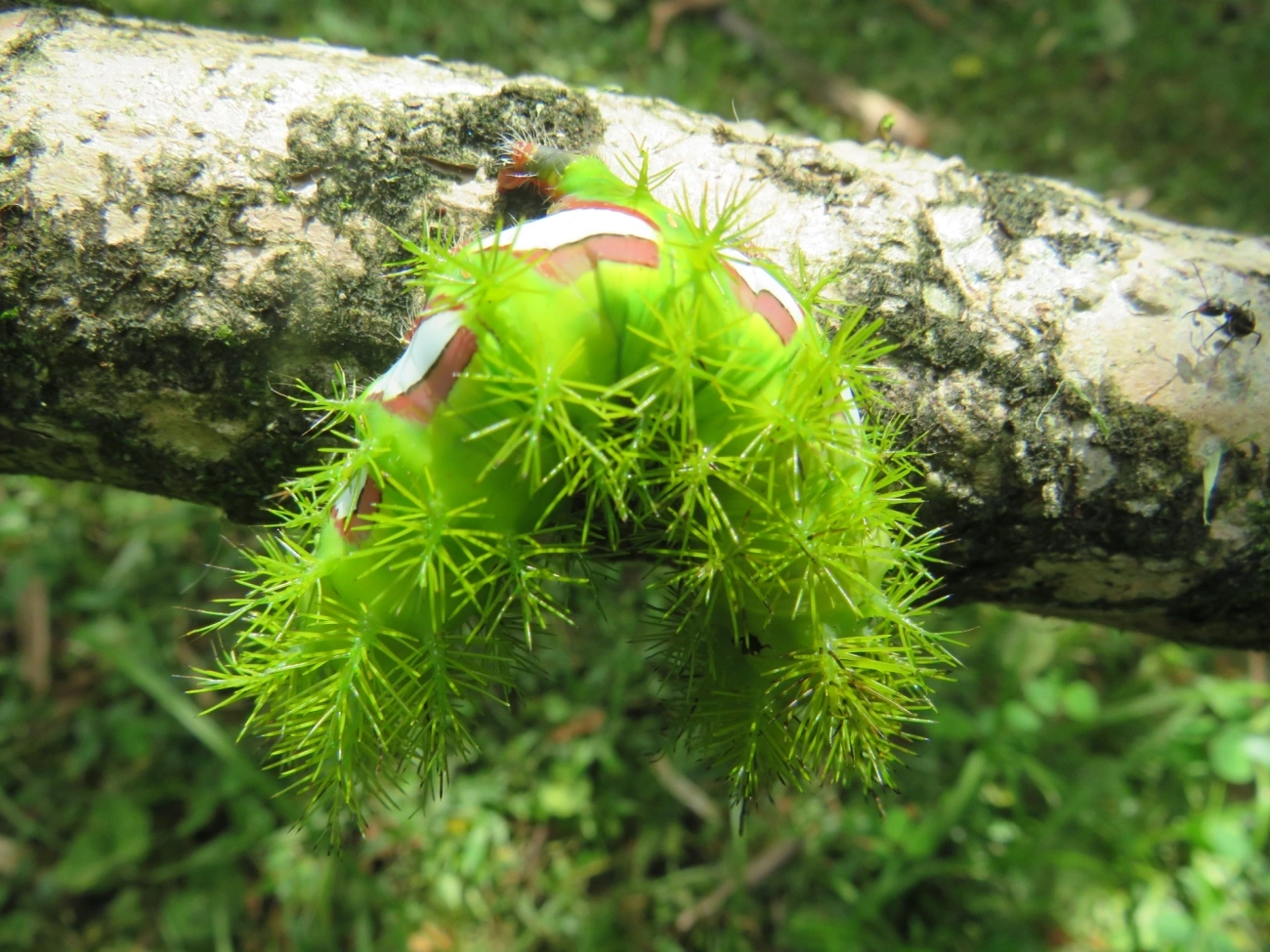Olho-de-pavão (Automeris melanops), insetos, fotografado em Maresias, São Sebastião