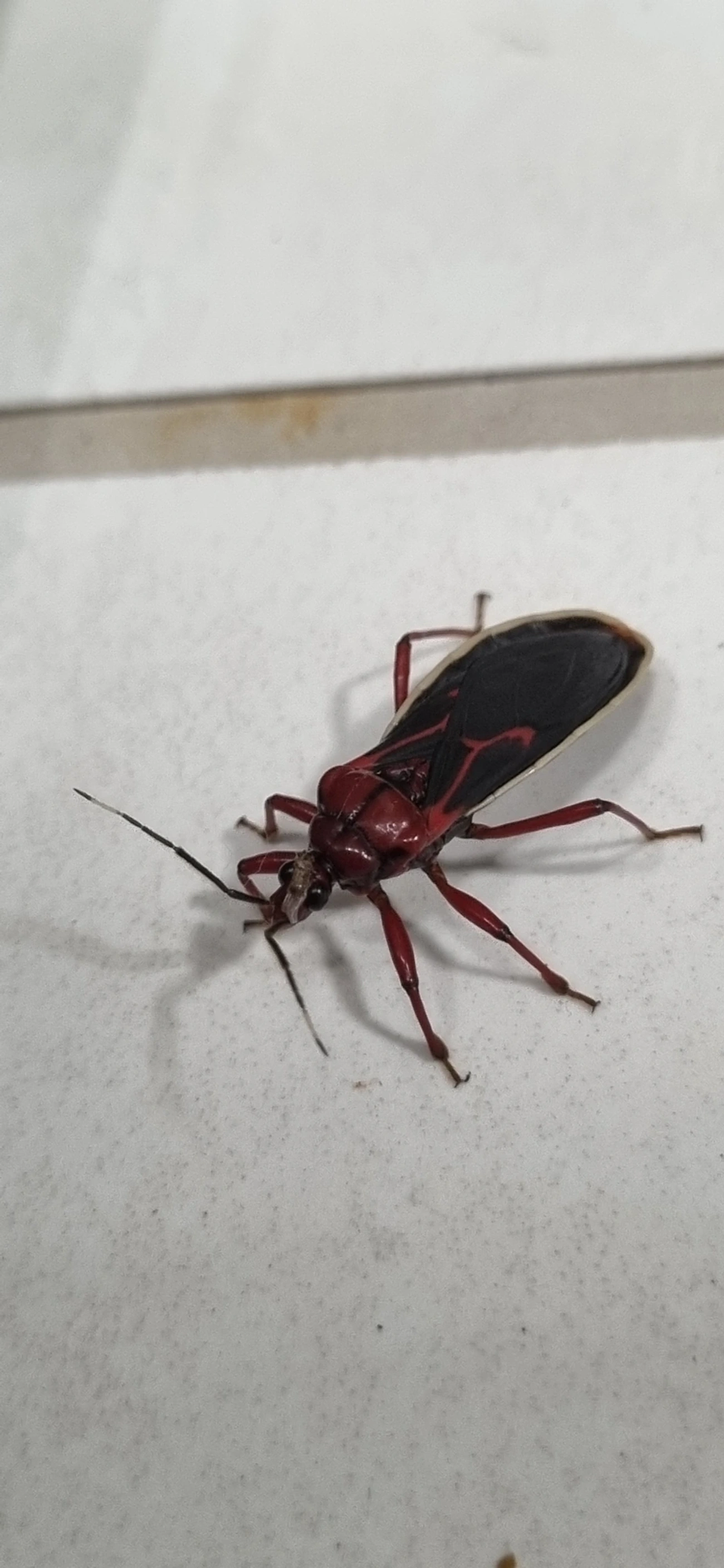 Percevejo-assassino (Brontostoma trux), insetos, fotografado em Maresias, São Sebastião