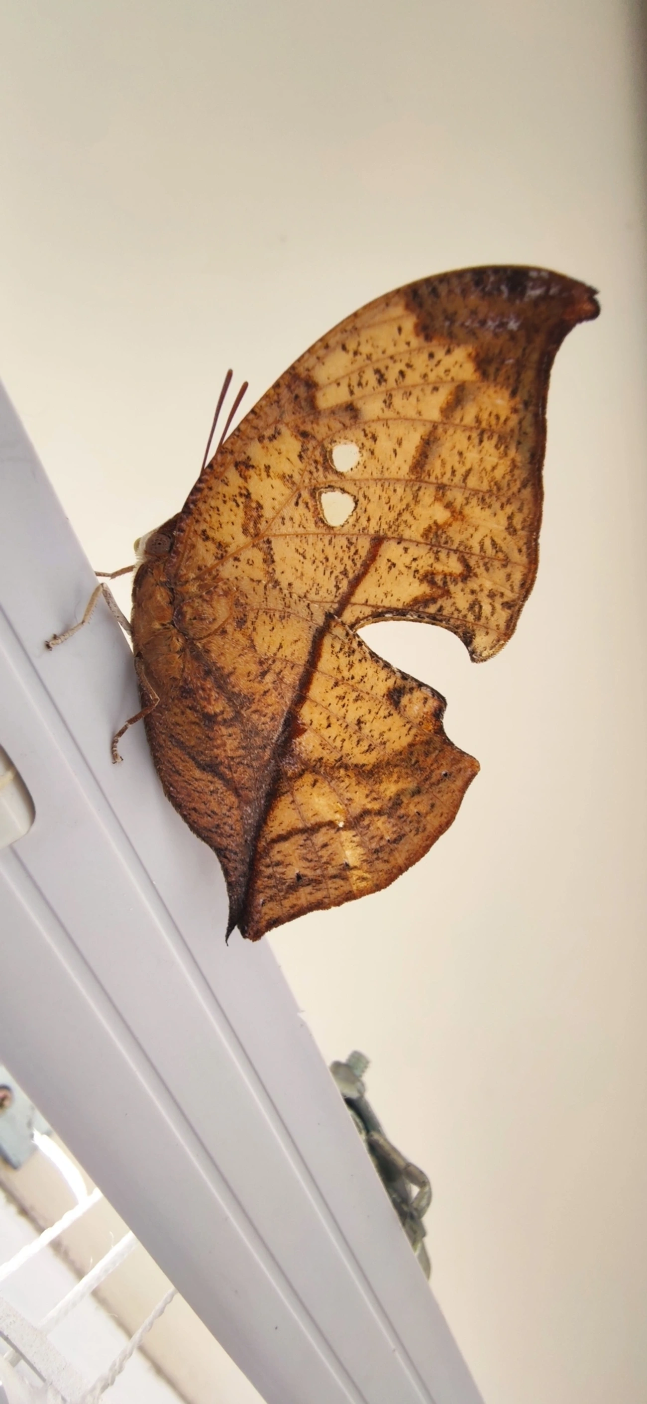 Borboleta-folha (Zaretis strigosus), insetos, fotografado em Maresias, São Sebastião