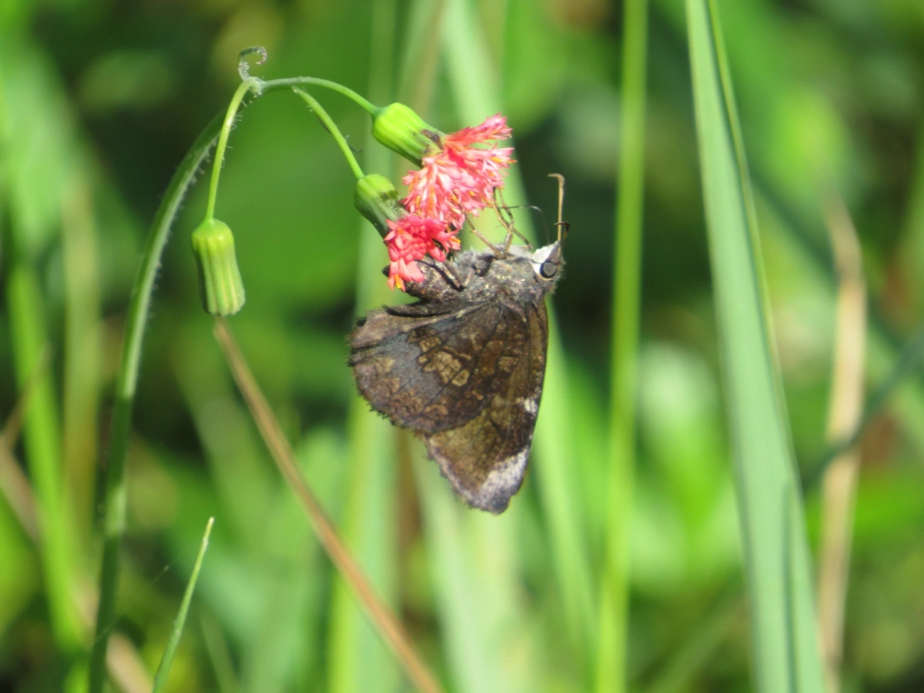 Eudaminae, insetos, fotografado em Maresias, São Sebastião