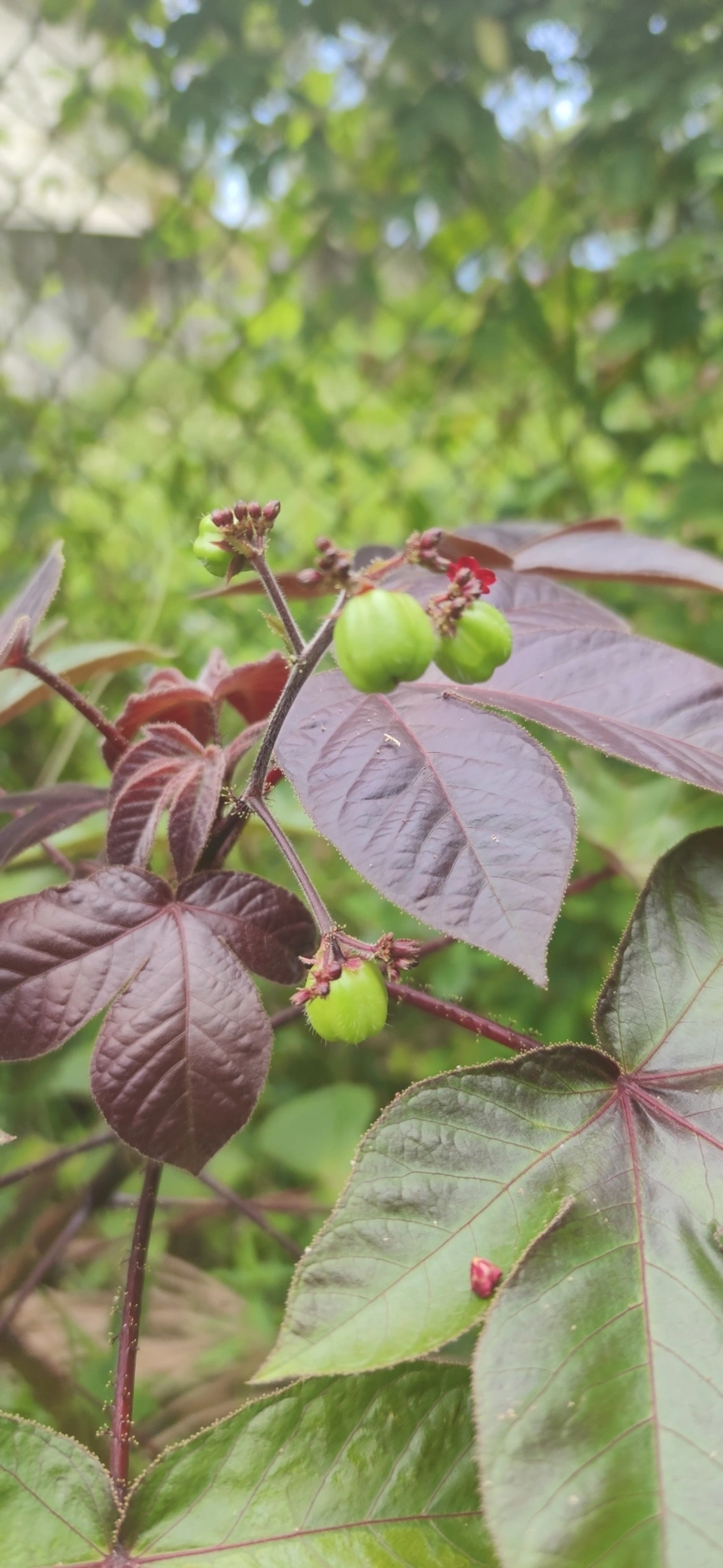 Pinhão-roxo (Jatropha gossypiifolia), plantas, fotografado em Paúba, São Sebastião