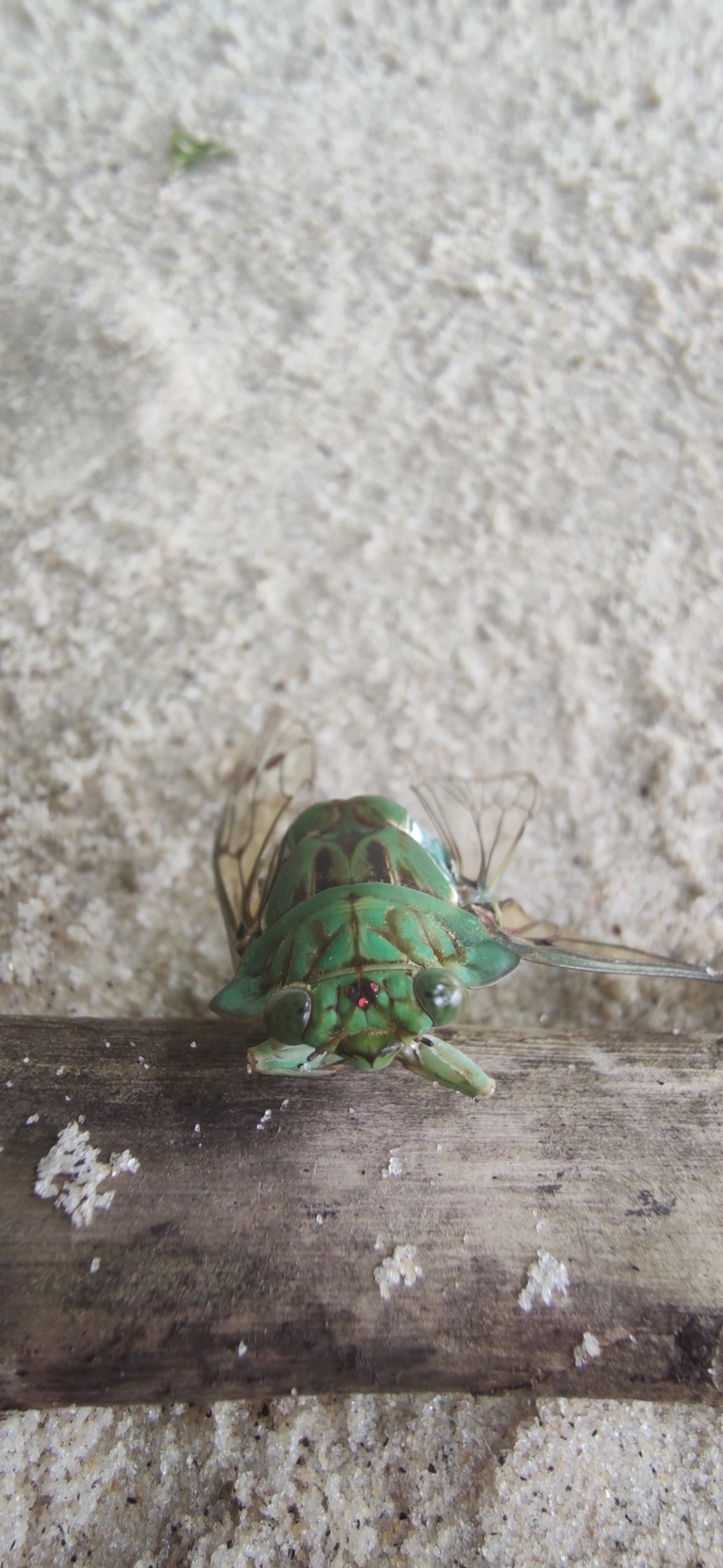 Cigarra-verde (Zammara tympanum), insetos, fotografado em Maresias, São Sebastião