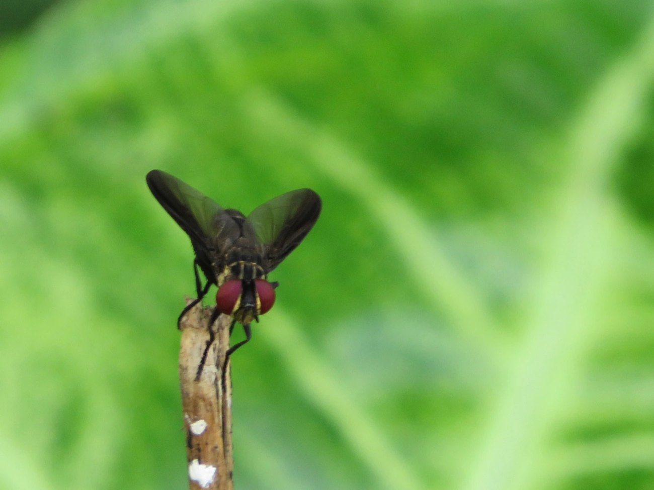 Phasiinae, insetos, fotografado em Maresias, São Sebastião