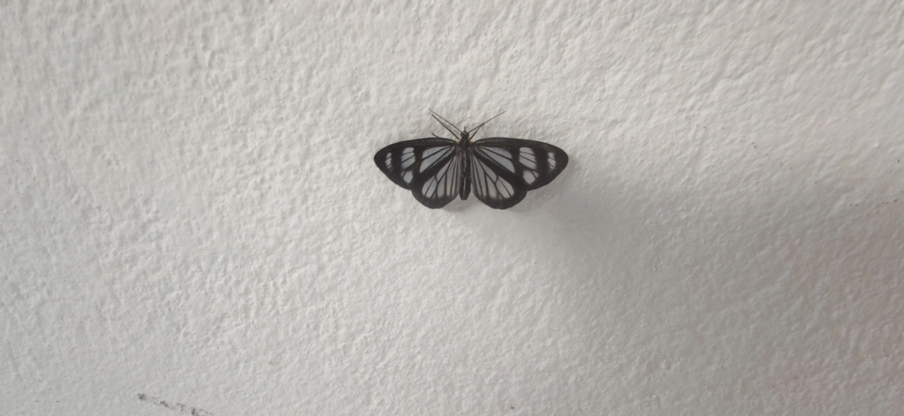 Dioptis restricta, insetos, fotografado em Maresias, São Sebastião