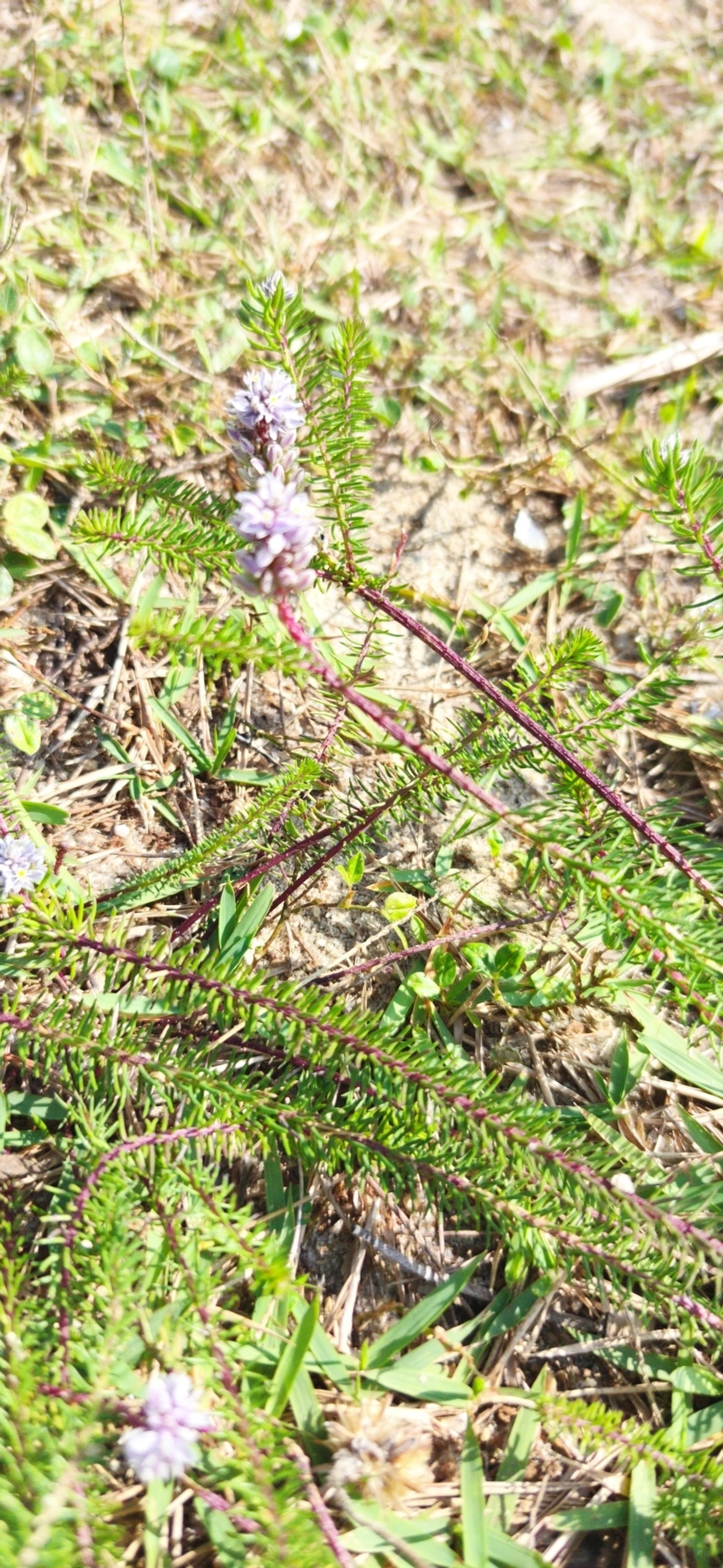Lychnophora, plantas, fotografado em Indaiá, Caraguatatuba