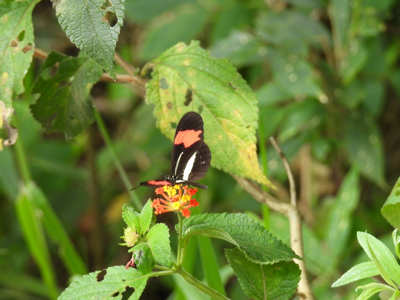 Borboleta-castanha-vermelha (Heliconius erato), insetos, fotografado em Cabreúva