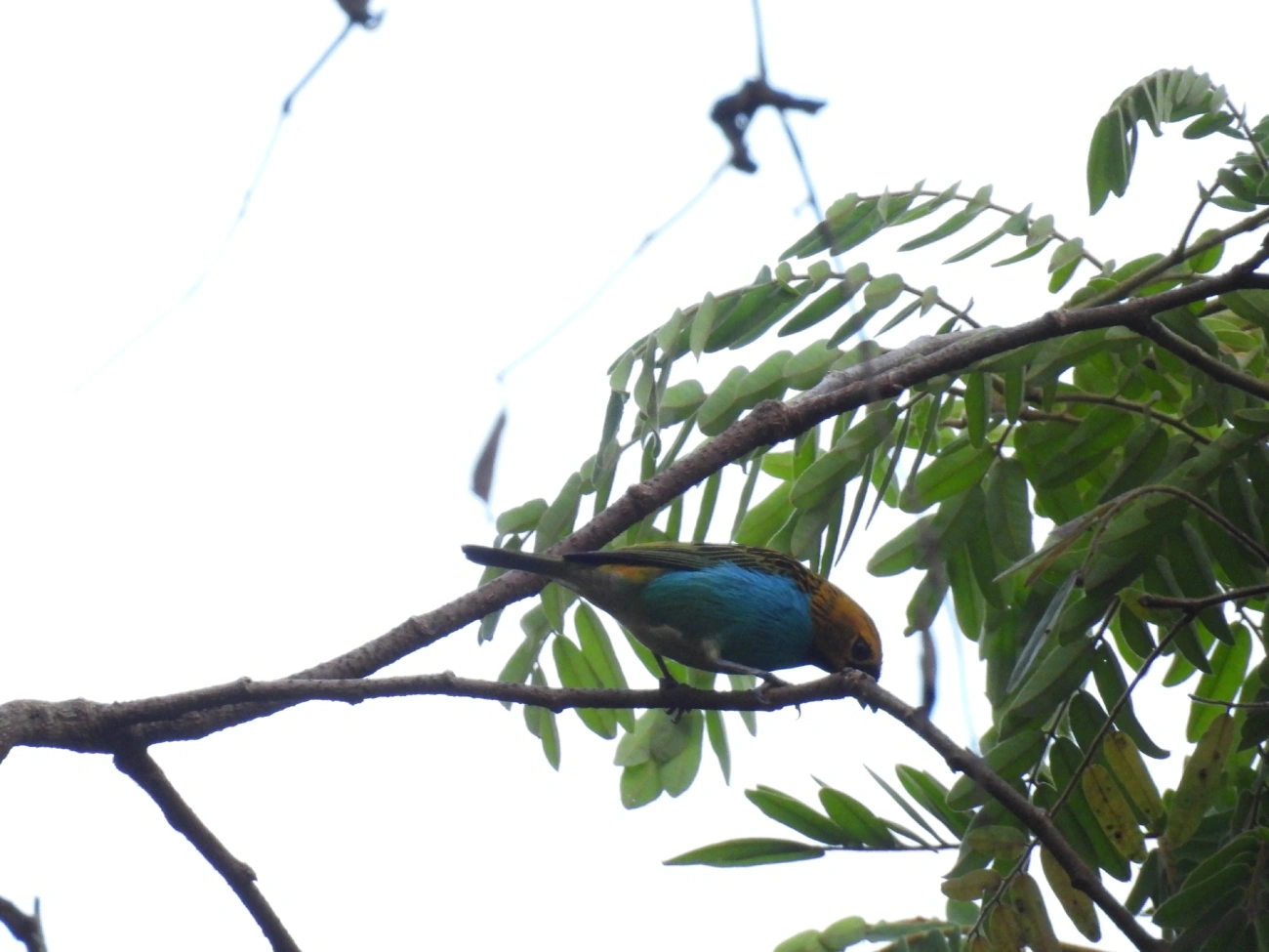 Saíra-douradinha (Tangara cyanoventris), aves, fotografado em Queluz