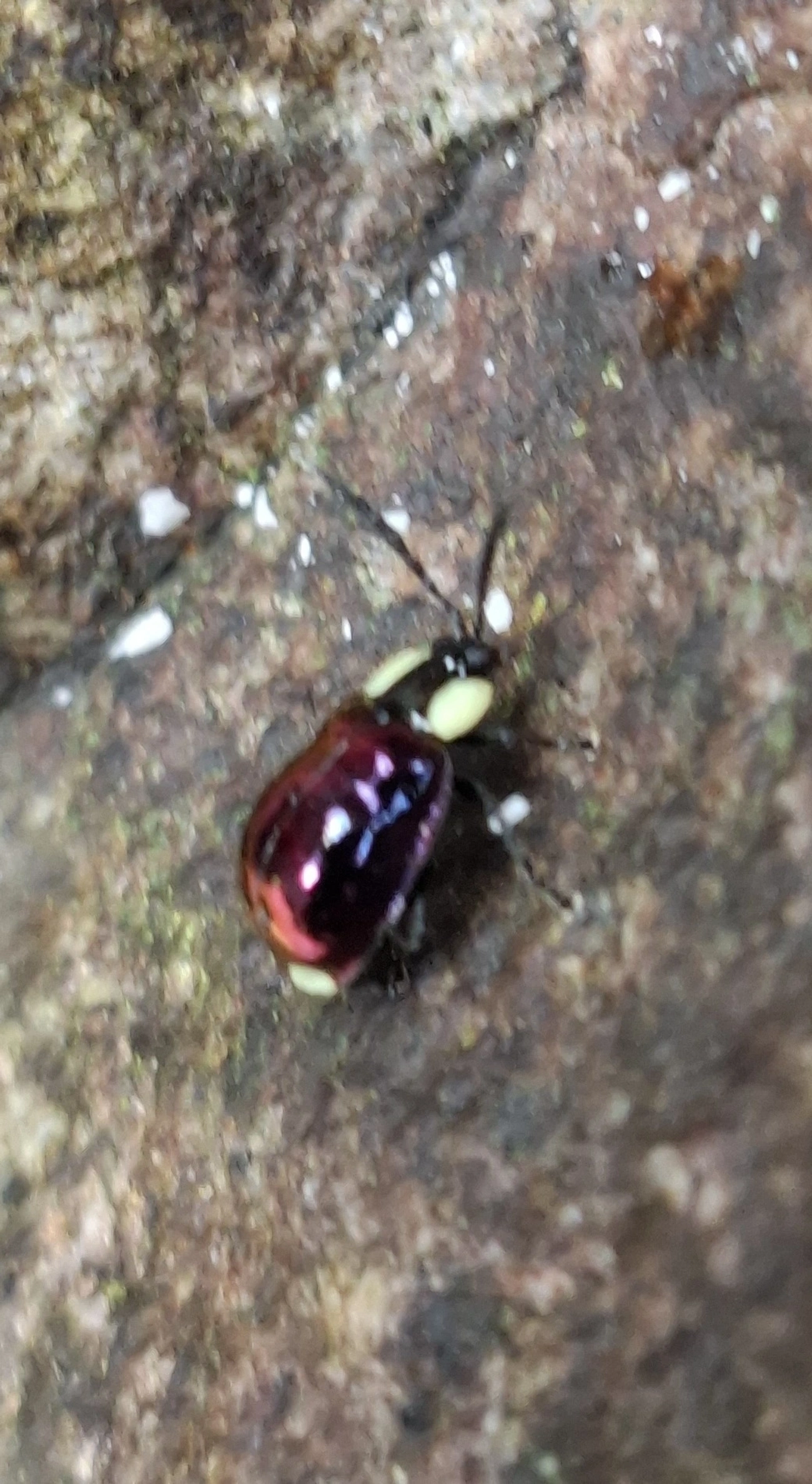 Besouro-pulga (Alagoasa apicalis), insetos, fotografado em Resende