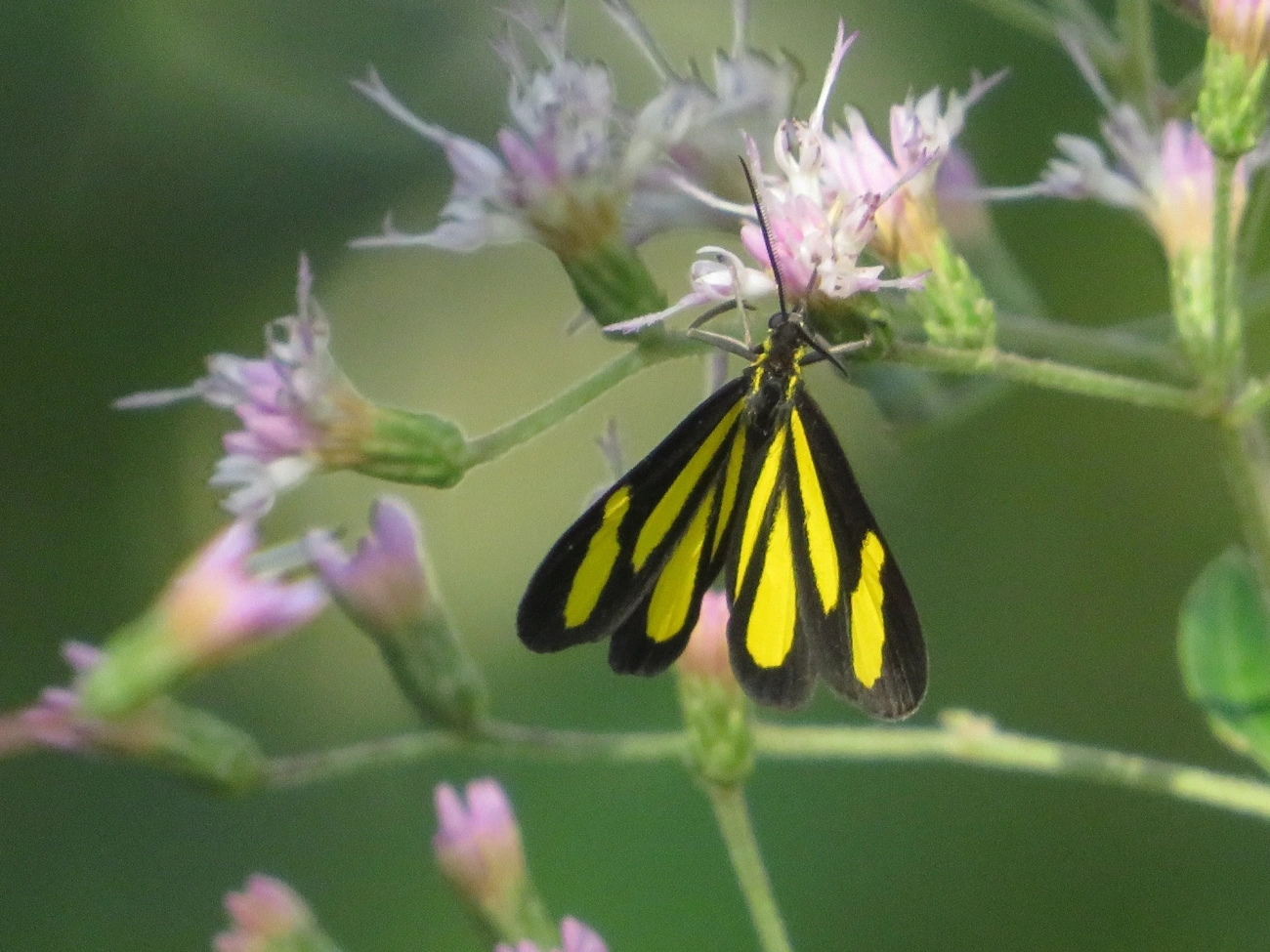 Cyllopoda claudicula, insetos, fotografado em Maresias, São Sebastião