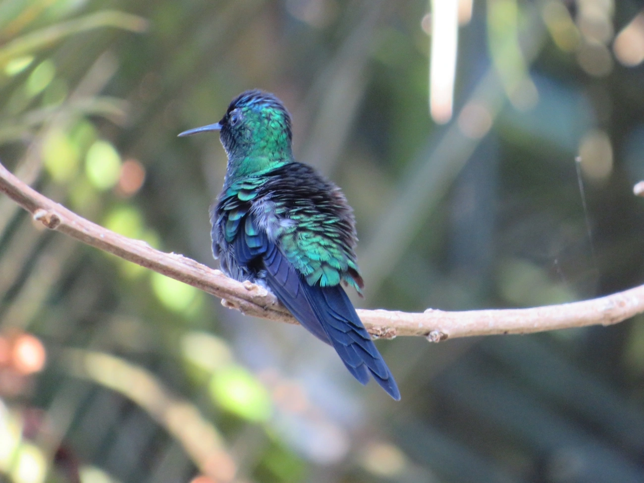 Beija-flor-de-fronte-violeta (Thalurania glaucopis), aves, fotografado em Maresias, São Sebastião