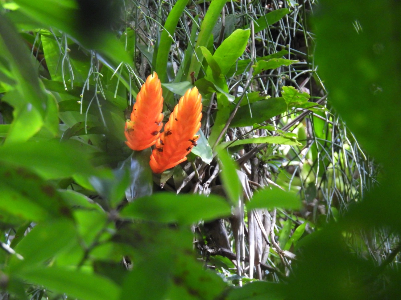 Vrísea (Vriesea inflata), plantas, fotografado em Paranapiacaba