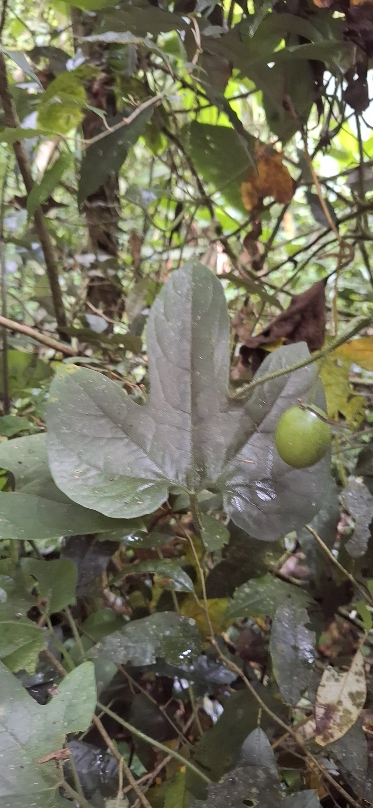 Dicotiledóneas (Magnoliopsida), plantas, fotografado em Maresias, São Sebastião