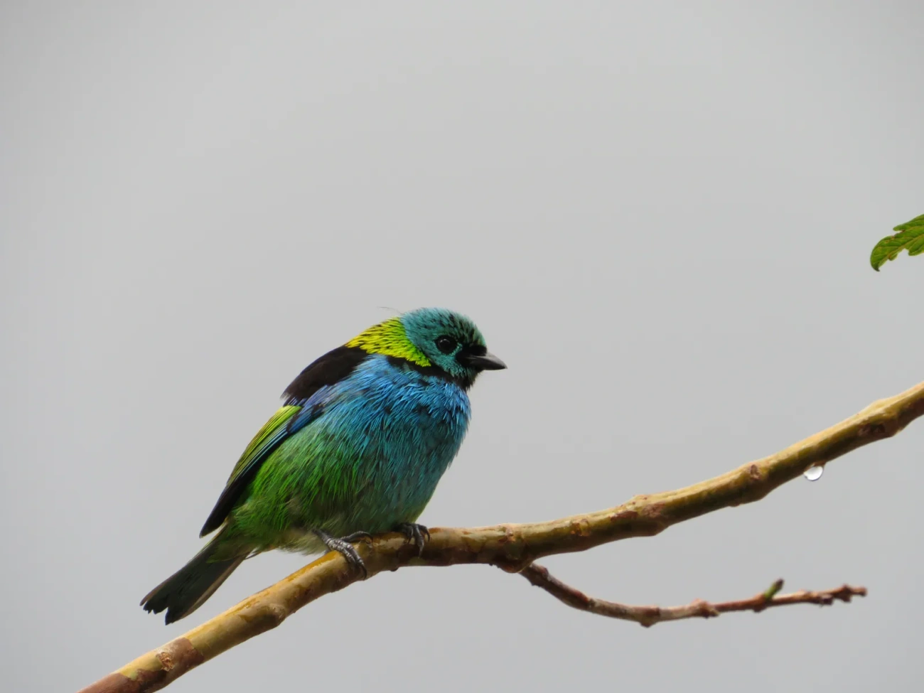 Saíra-sete-cores (Tangara seledon), aves, fotografado em Maresias, São Sebastião