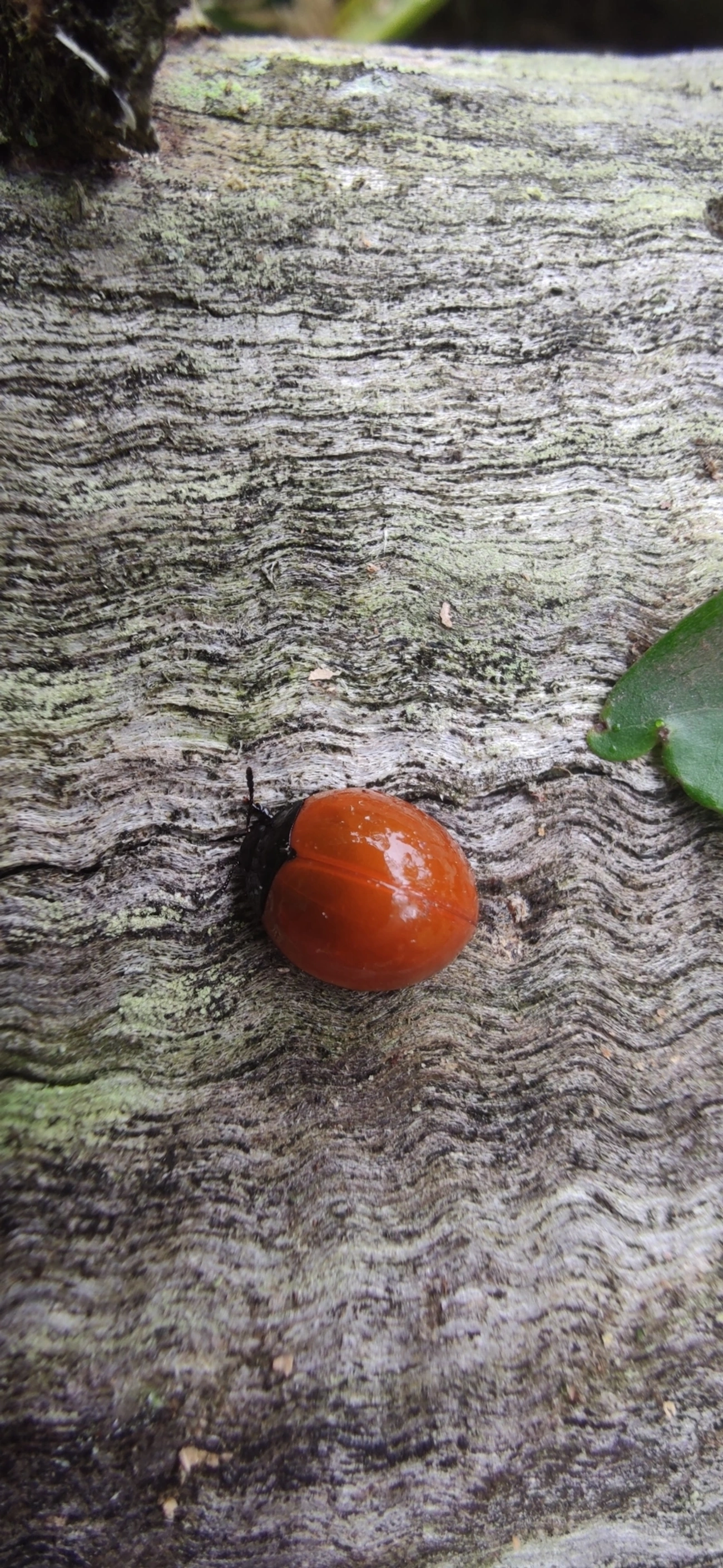 Aegithus, insetos, fotografado em Maresias, São Sebastião