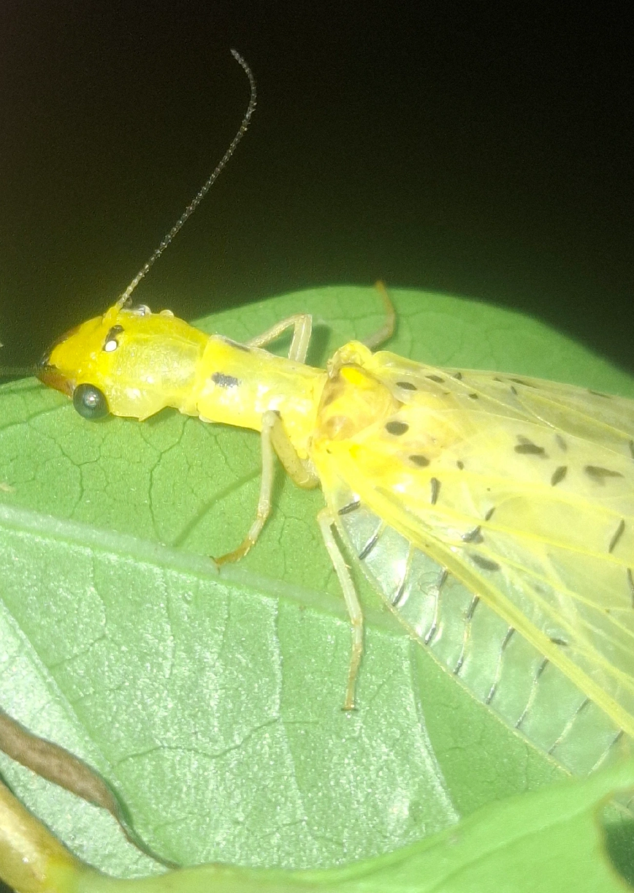 Chloronia corripiens, insetos, fotografado em Queluz