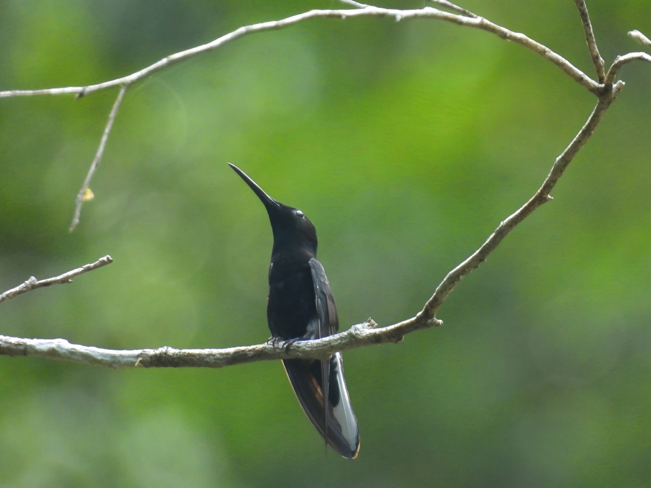 Beija-flor-preto (Florisuga fusca), aves, fotografado em Maresias, São Sebastião