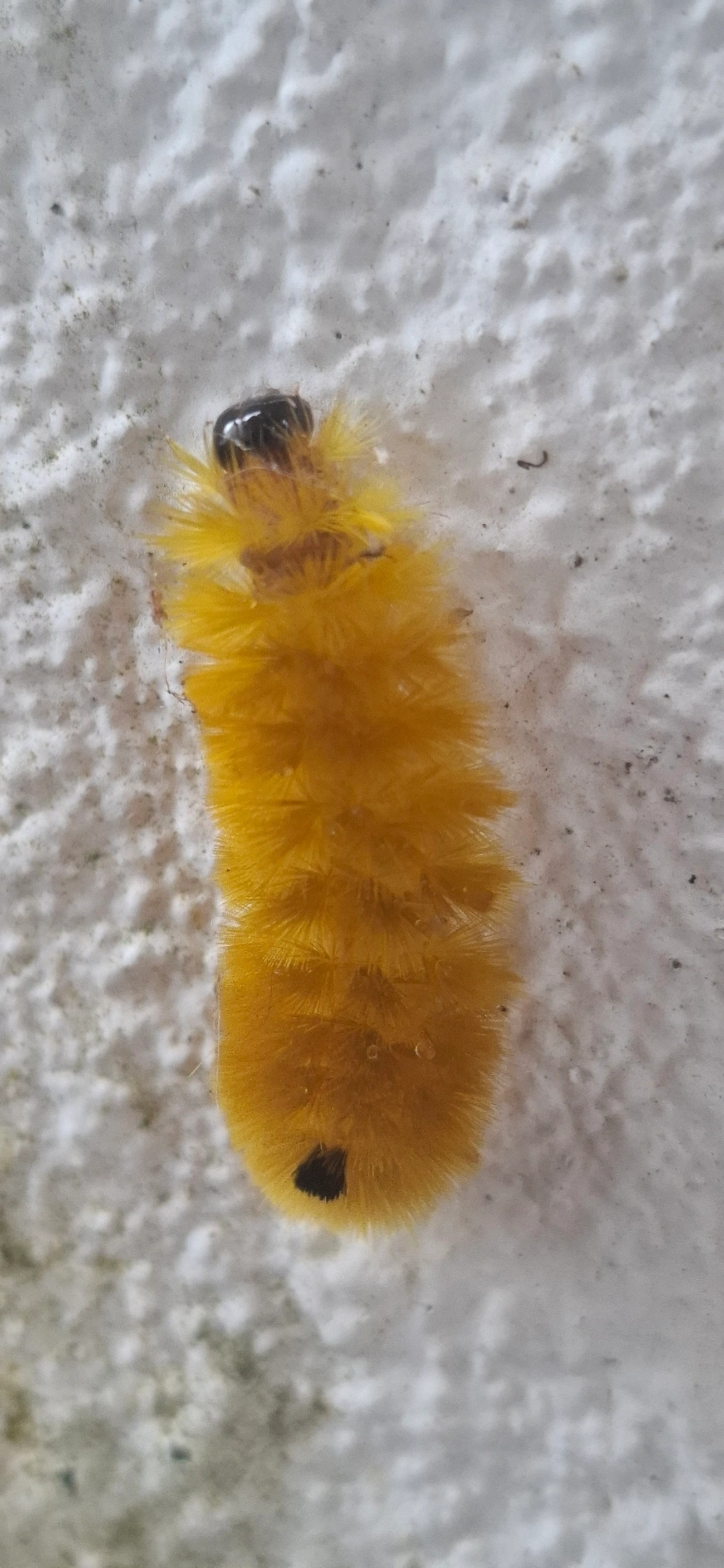 Phaegopterina, insetos, fotografado em Maresias, São Sebastião