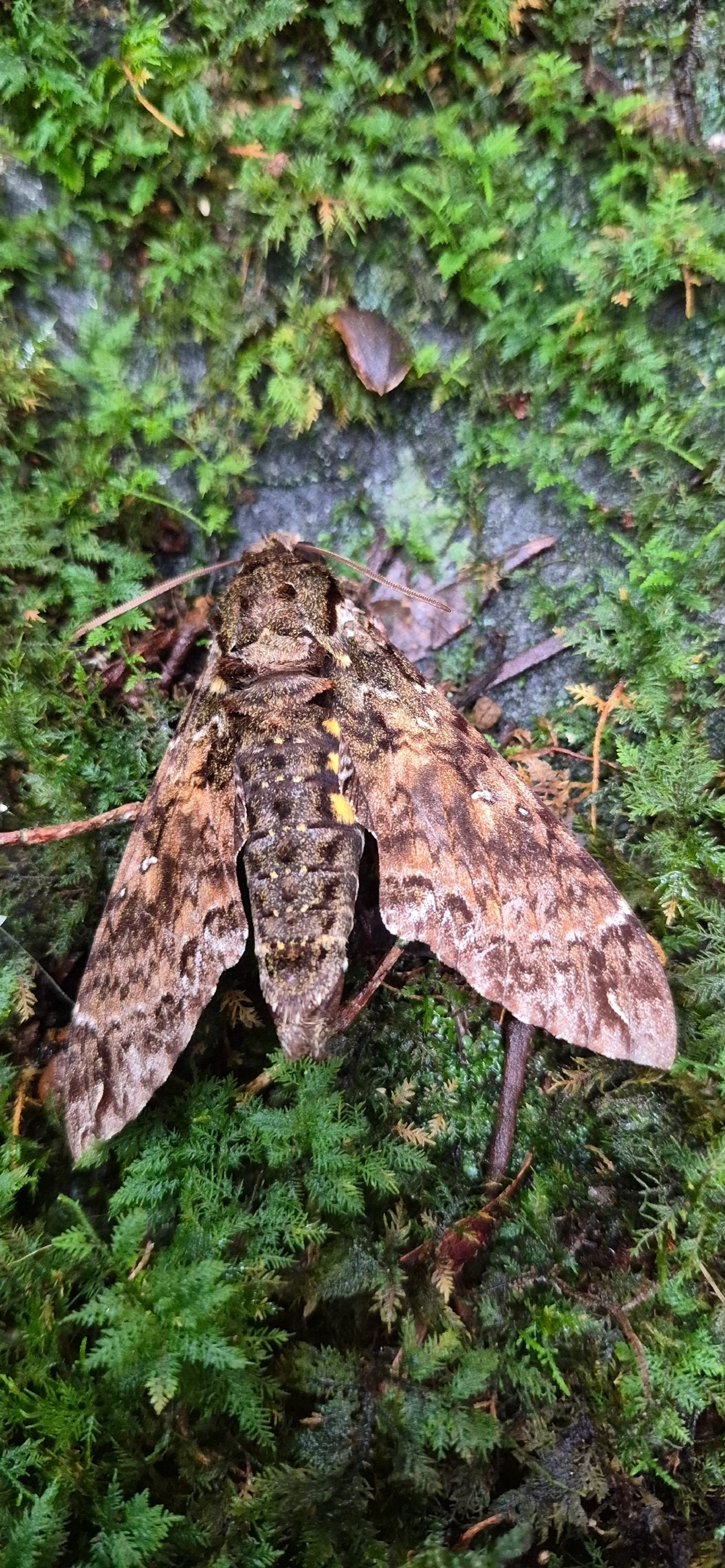 Esfinge-de-Duponchel (Cocytius duponchel), insetos, fotografado em Camburí, São Sebastião