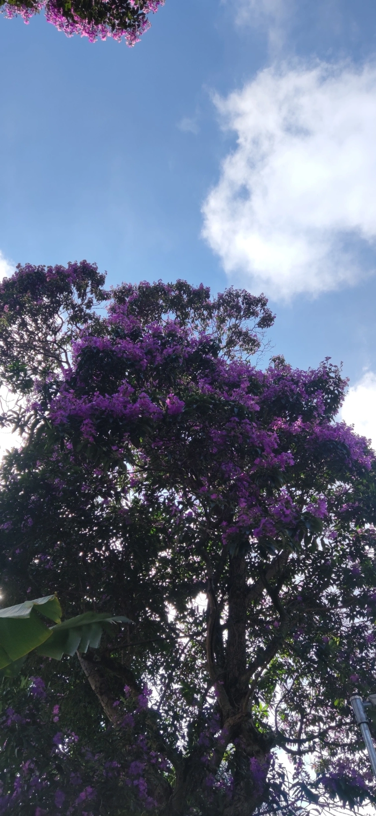 Quaresmeiras (Tibouchina), plantas, fotografado em Vila Santo Estevão, São Paulo
