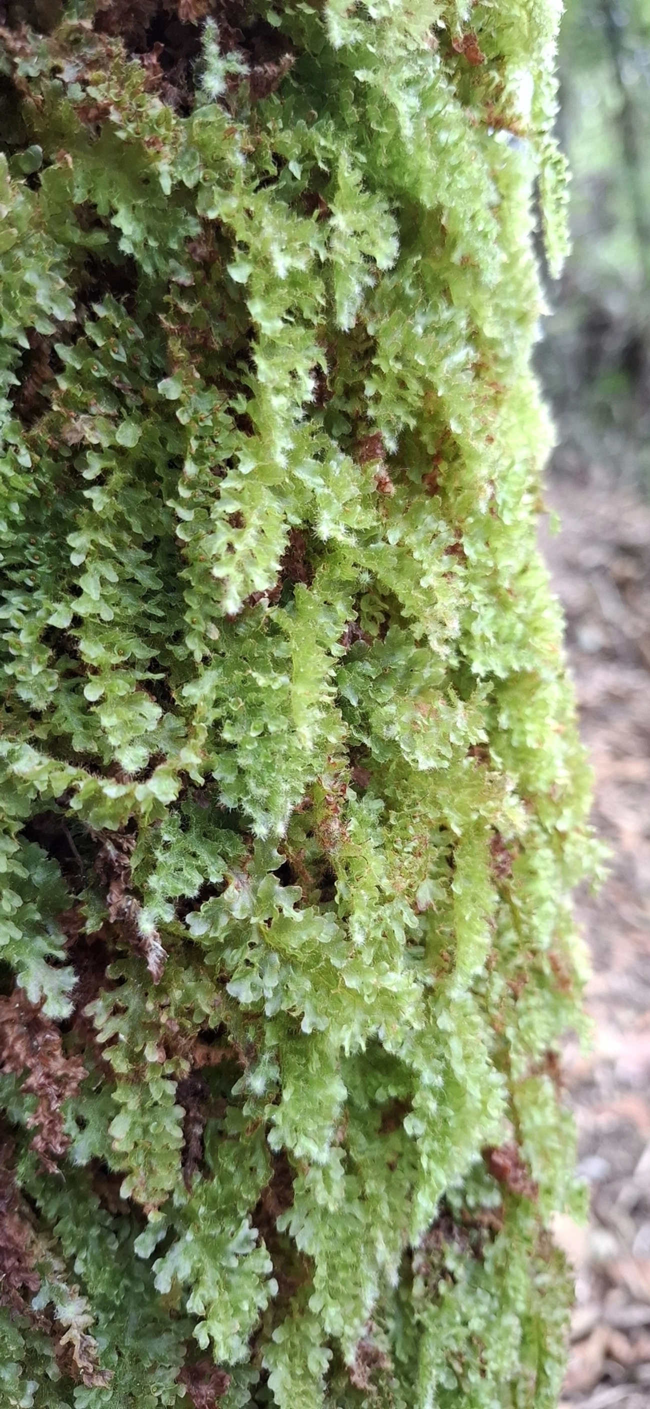 Plantas (Plantae), plantas, fotografado em Itamonte