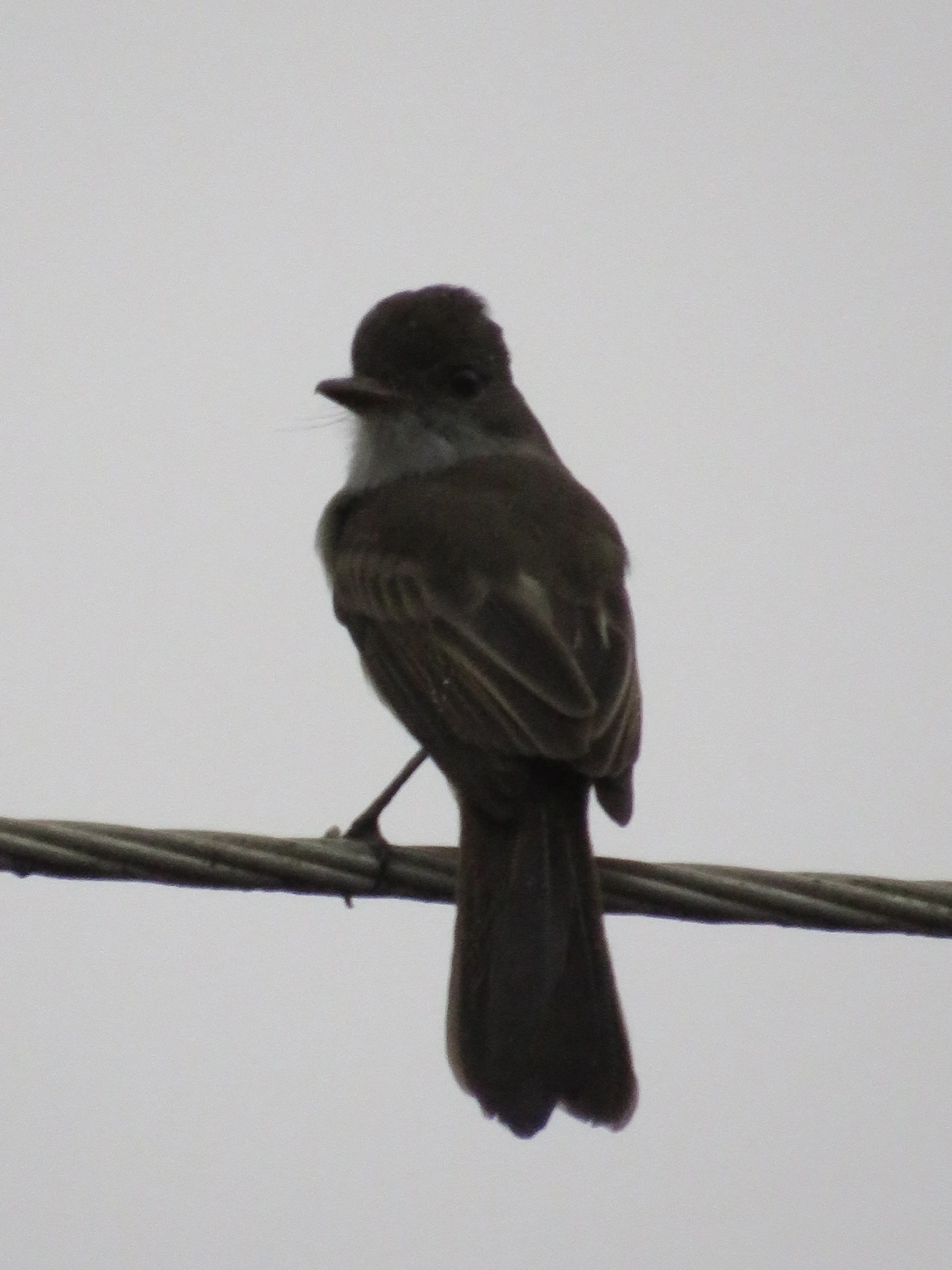 Maria-cavaleira (Myiarchus ferox), aves, fotografado em Maresias, São Sebastião