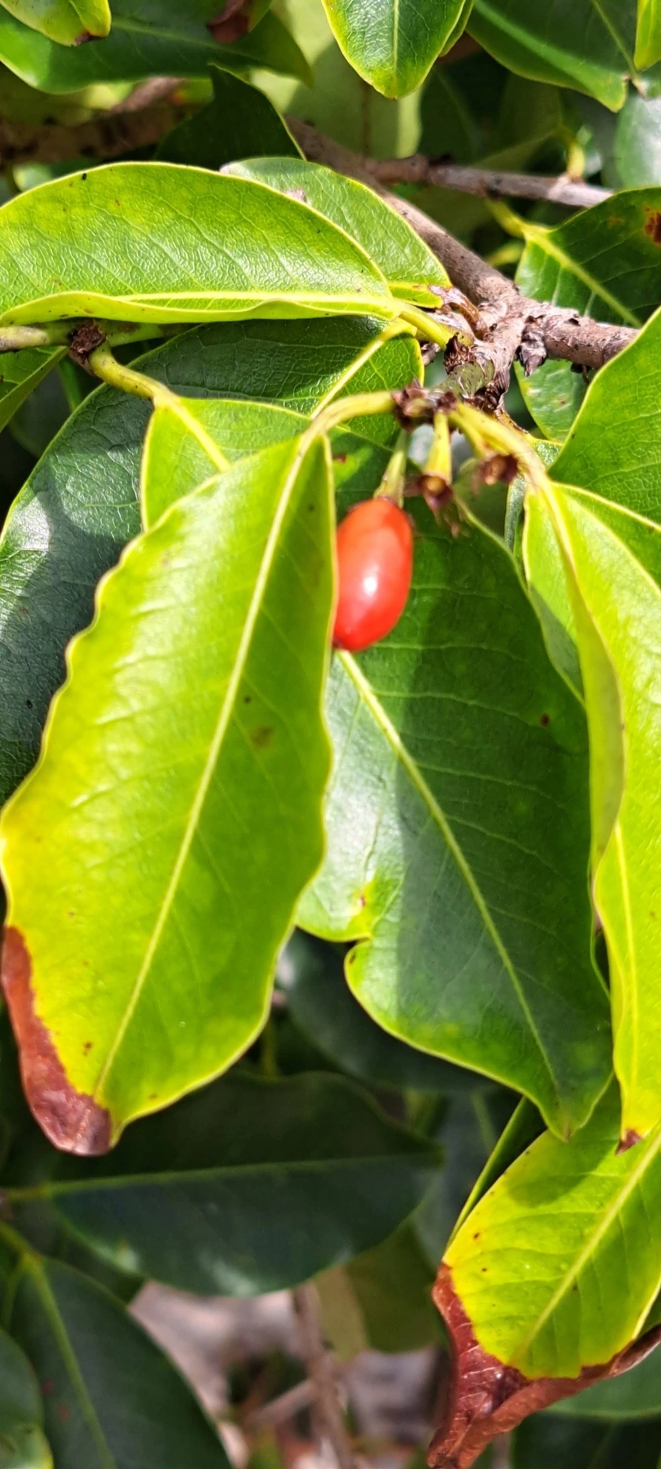 Erythroxylum, plantas, fotografado em Maresias, São Sebastião