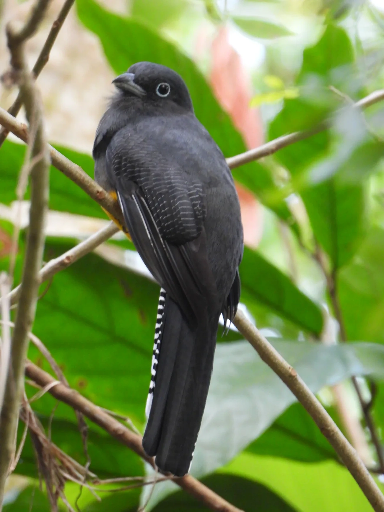 Surucuá-de-barriga-amarela (Trogon viridis), aves, fotografado em Maresias, São Sebastião