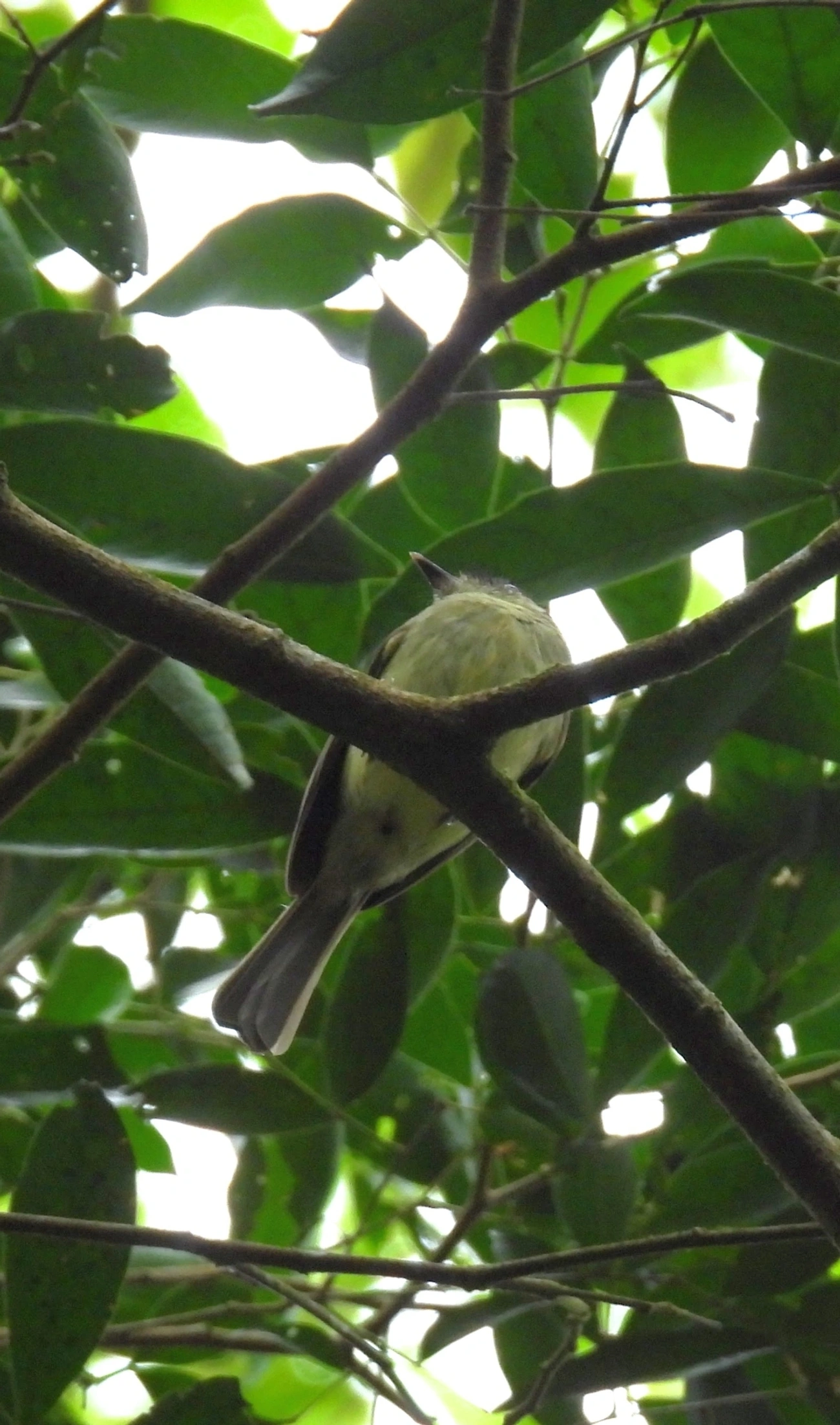 Cabeçudo (Leptopogon amaurocephalus), aves, fotografado em Perequê, Ilhabela
