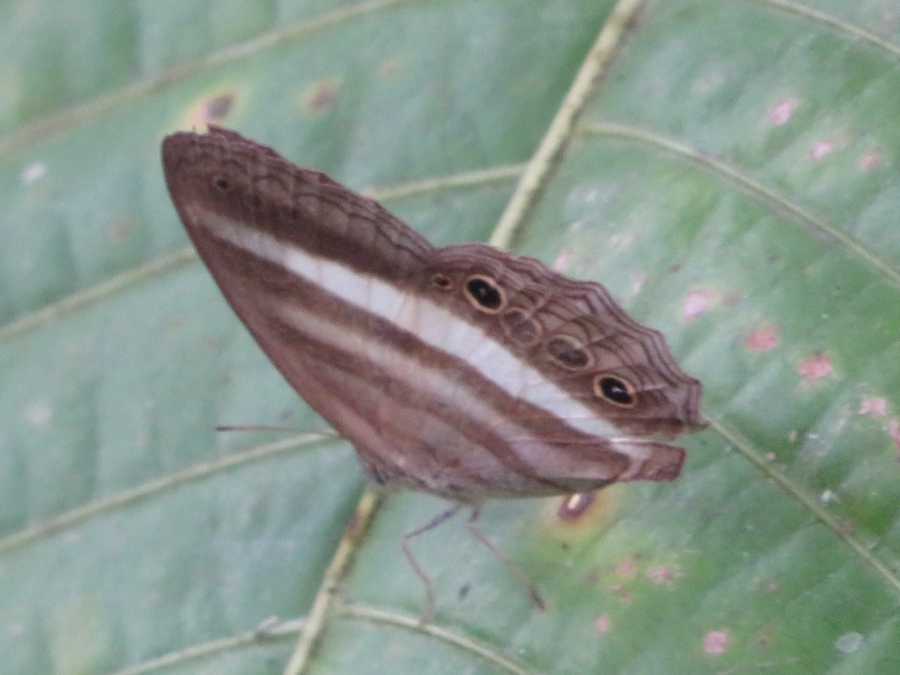 Sátiro-branco (Pareuptychia ocirrhoe), insetos, fotografado em Maresias, São Sebastião