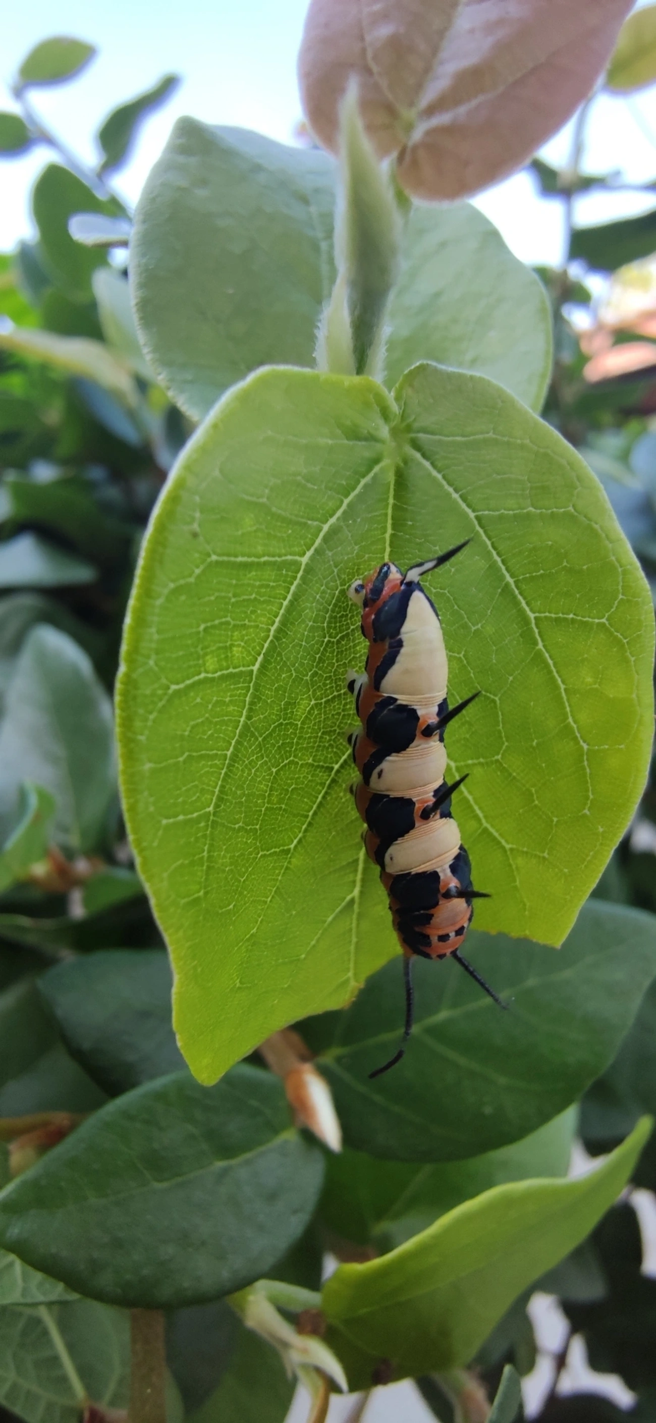 Borboleta-Asas-de-Punhal (Marpesia petreus), insetos, fotografado em Maresias, São Sebastião