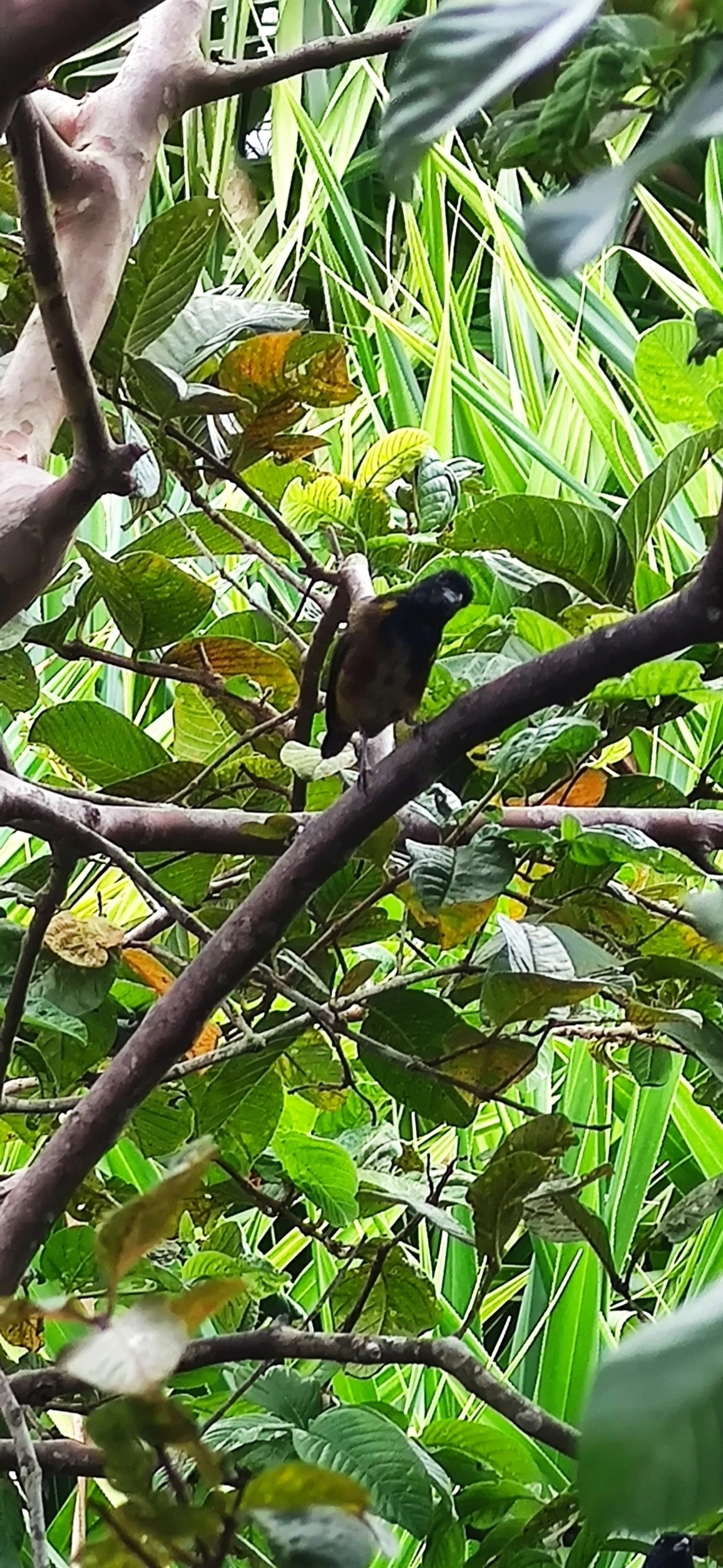 Ferro-velho (Euphonia pectoralis), aves, fotografado em Maresias, São Sebastião