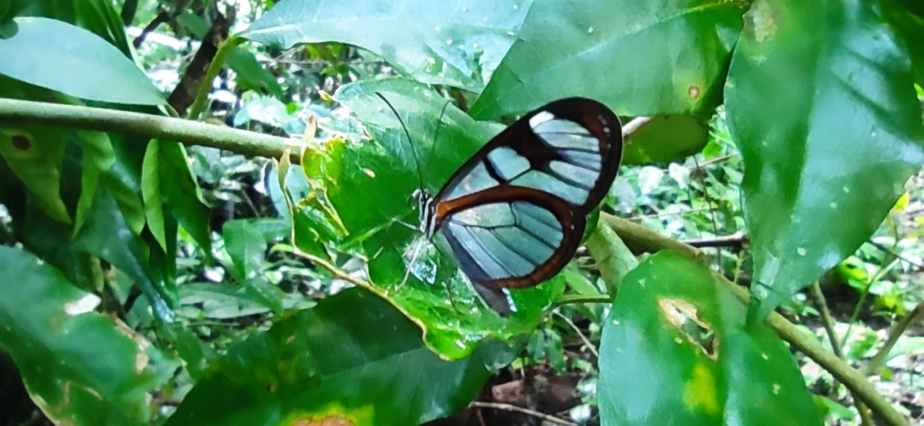 Asas-de-Vidro e Afins (Ithomiini), insetos, fotografado em Maresias, São Sebastião