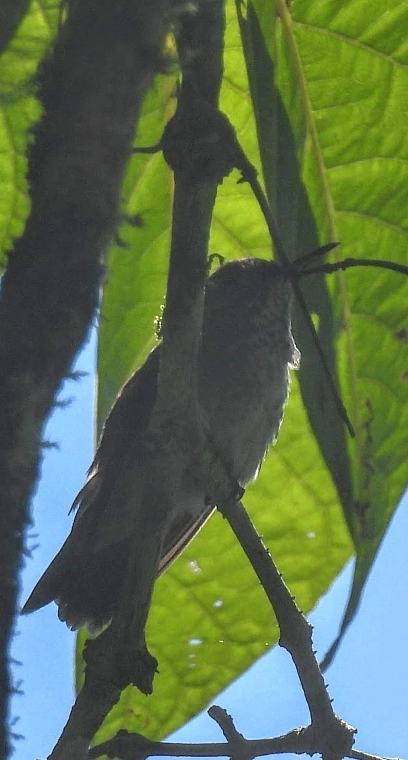 Trochilini, aves, fotografado em Queluz