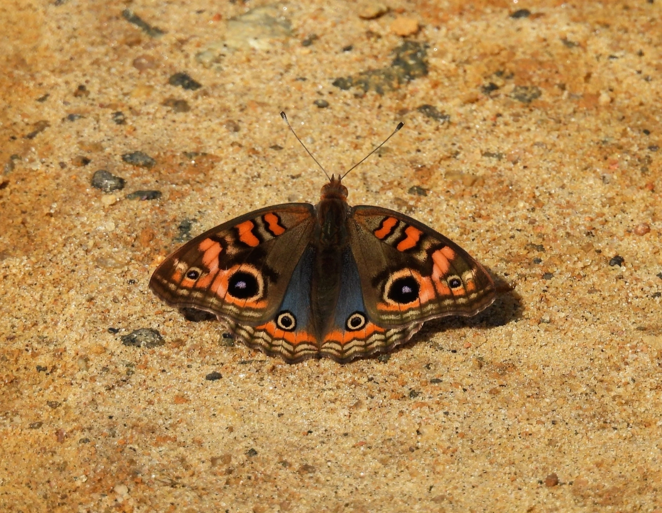 Borboleta-Olho-de-Pavão-Diurno (Junonia evarete), insetos, fotografado em Queluz