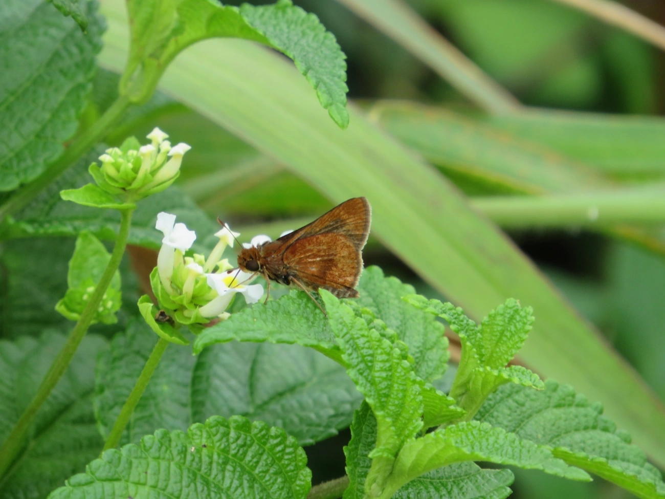 Hesperiinae, insetos, fotografado em Maresias, São Sebastião