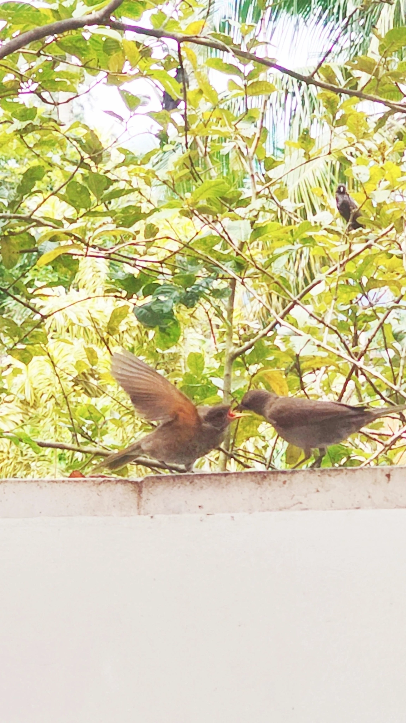 Sabiá-barranco (Turdus leucomelas), aves, fotografado em Maresias, São Sebastião