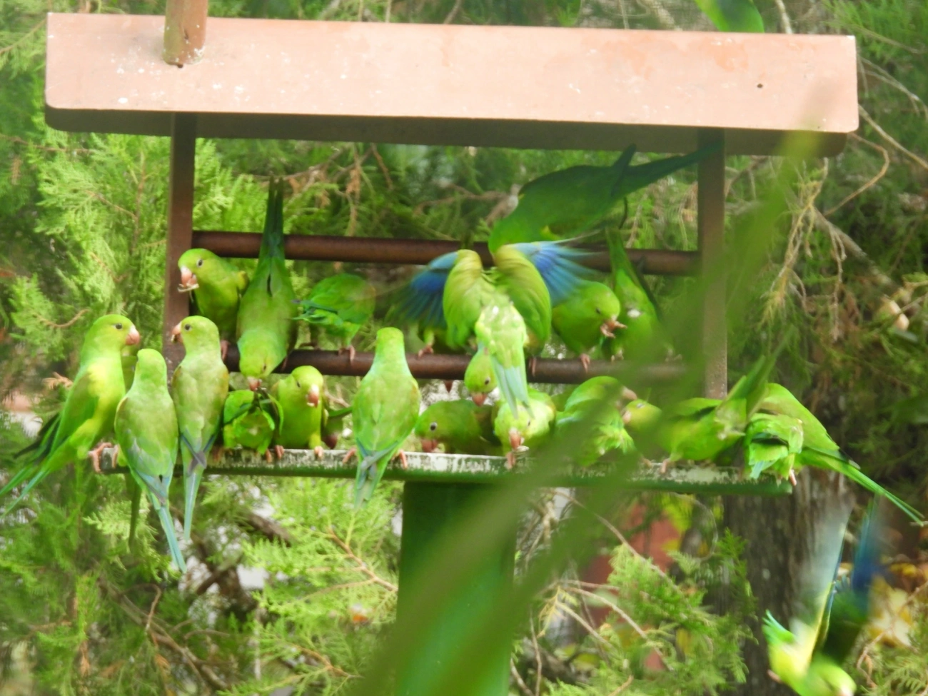 Periquito-rico (Brotogeris tirica), aves, fotografado em Domingas Dias, Ubatuba