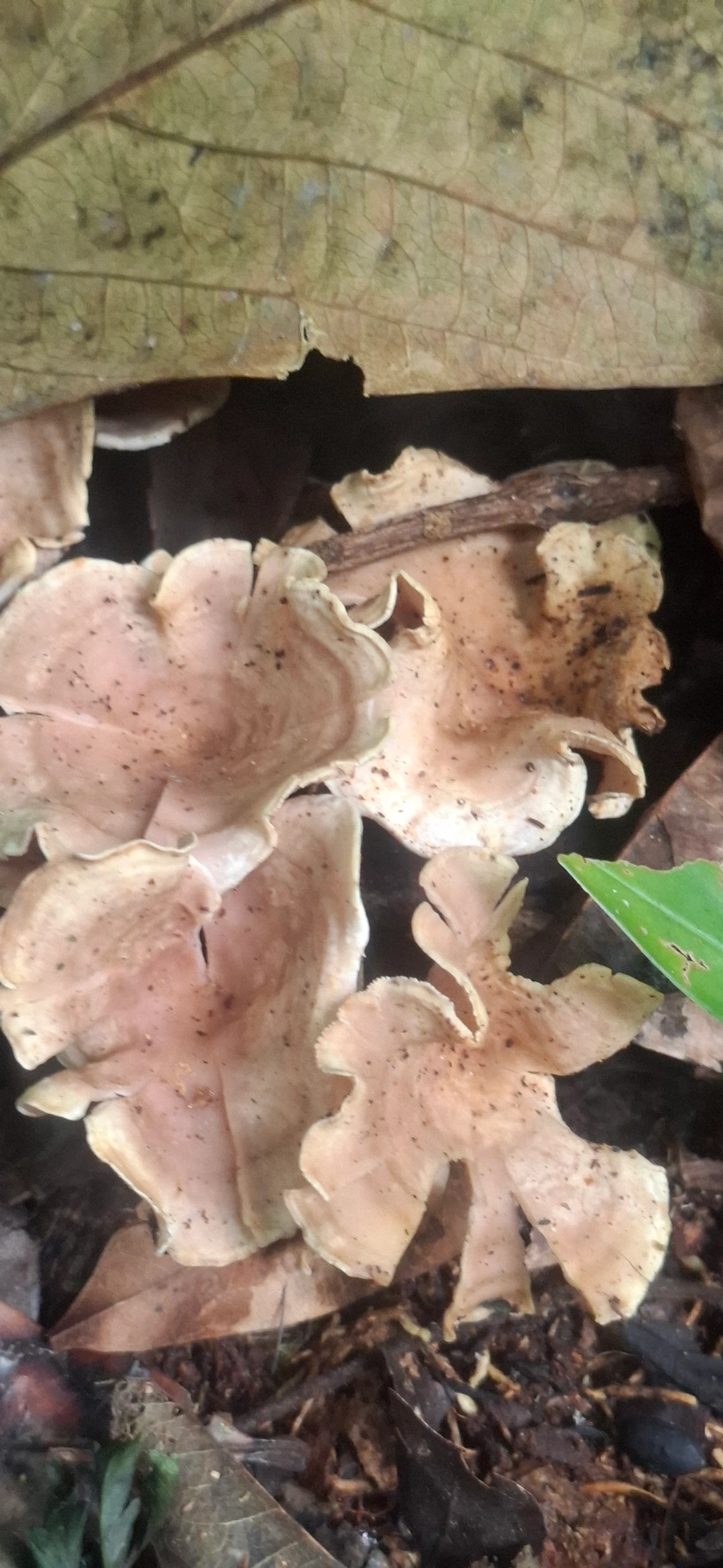 Trogia, fungos, fotografado em Maresias, São Sebastião