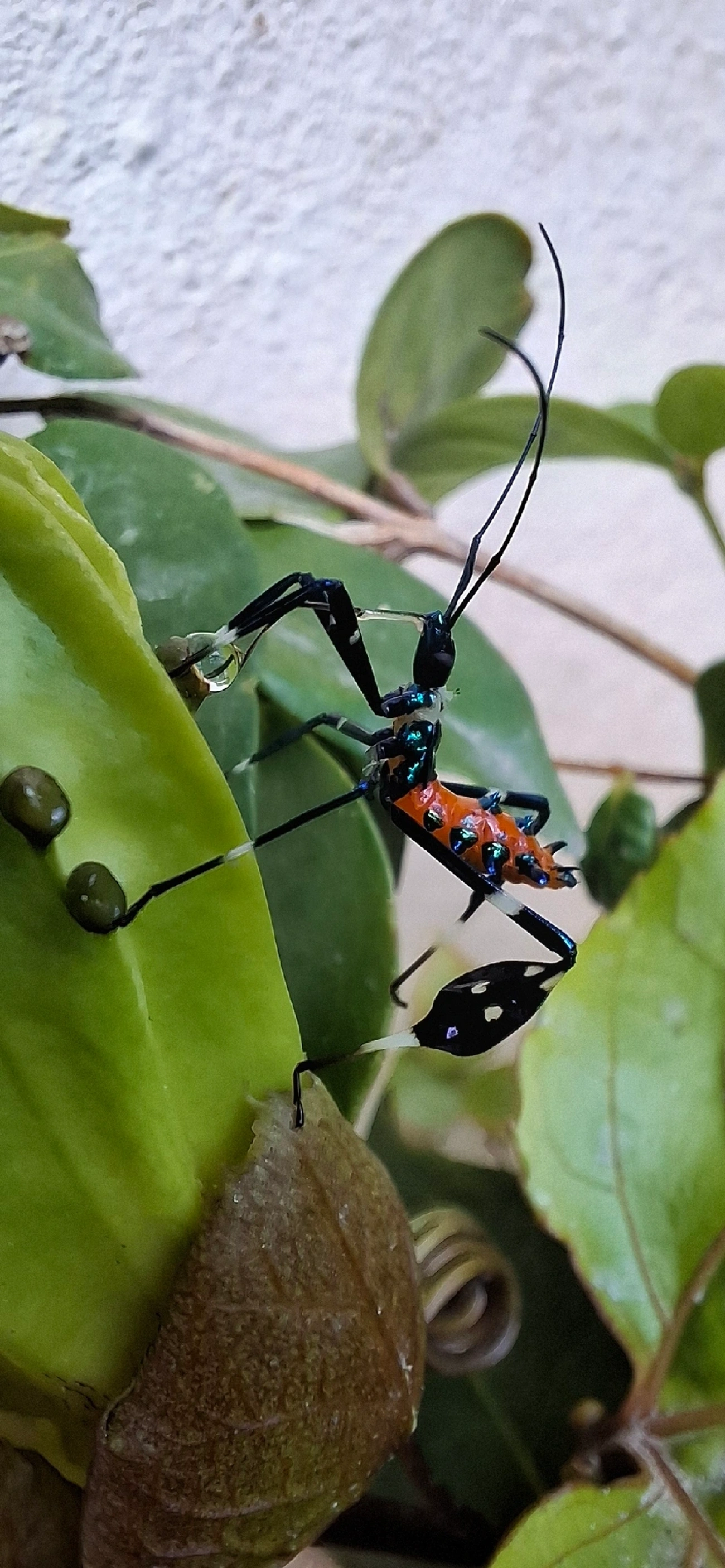 Percevejo-do-maracujá (Diactor bilineatus), insetos, fotografado em Maresias, São Sebastião