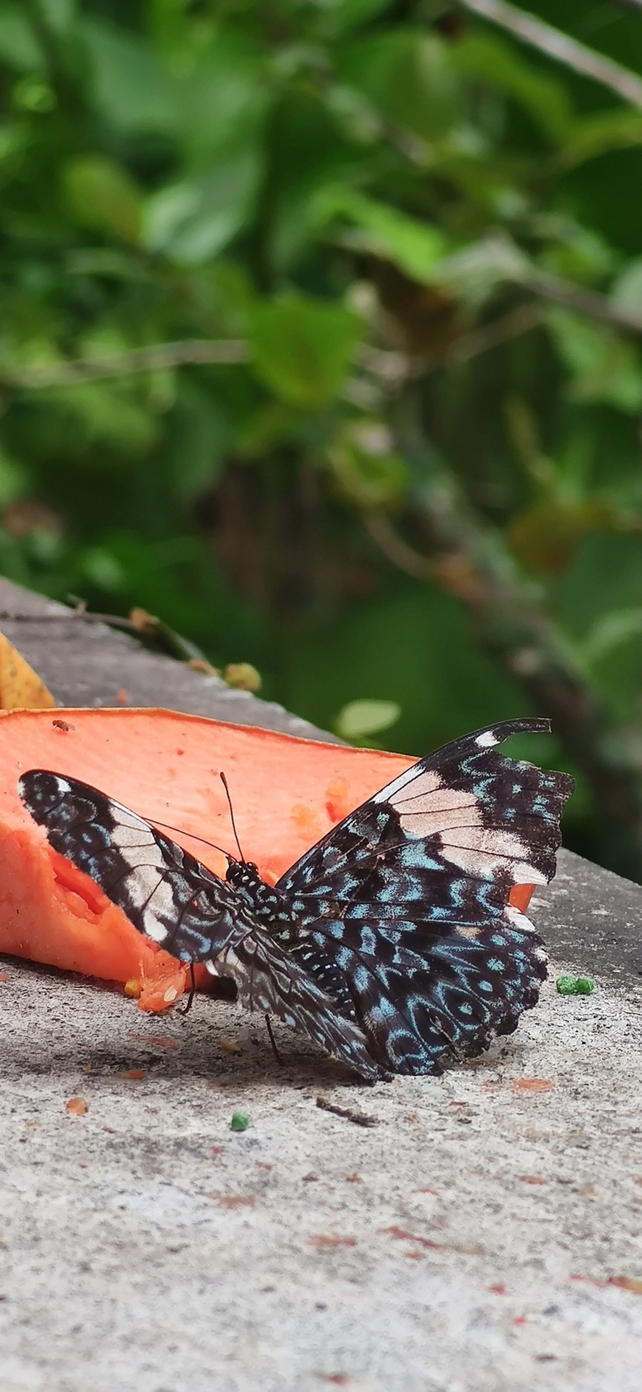 Assenta-pau (Hamadryas amphinome), insetos, fotografado em Maresias, São Sebastião
