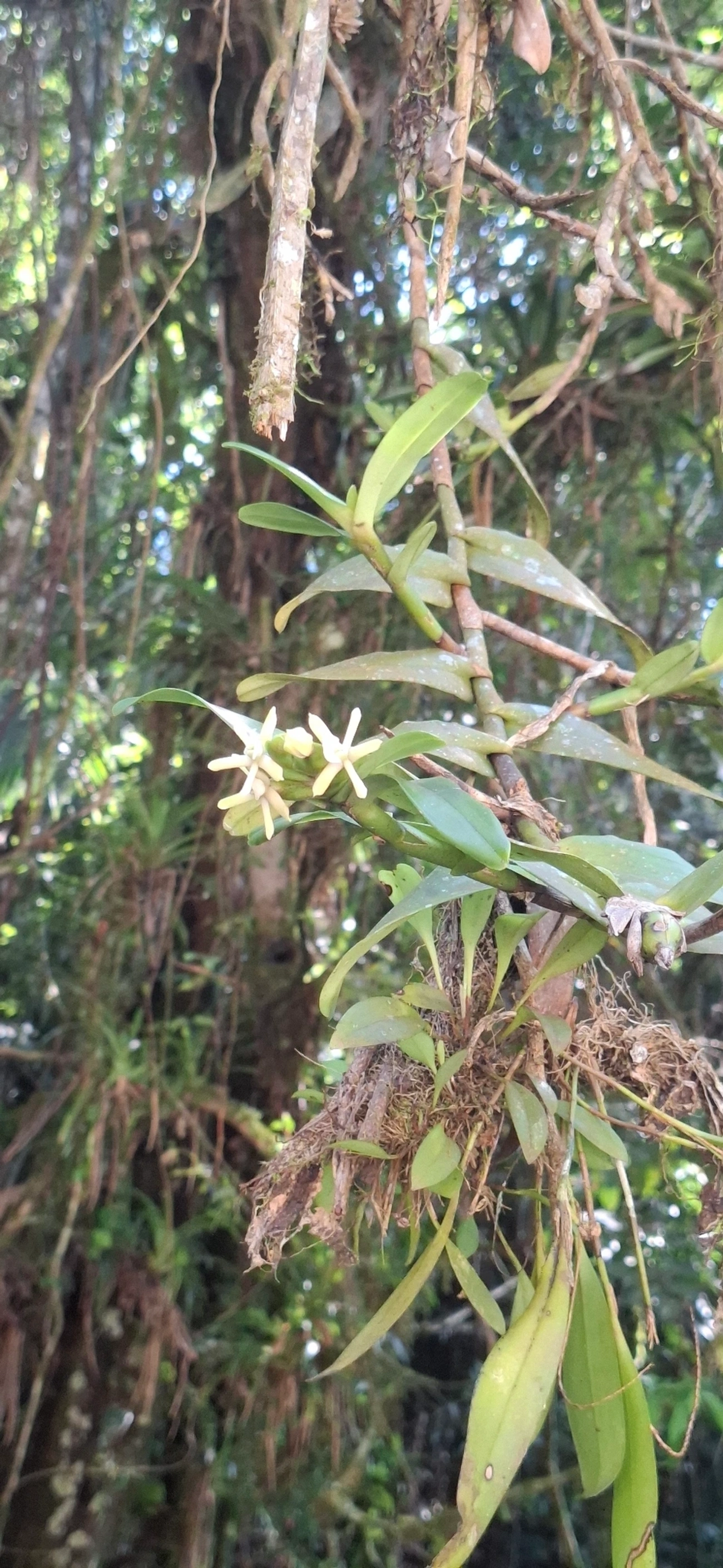 Orquídeas (Orchidaceae), plantas, fotografado em Queluz
