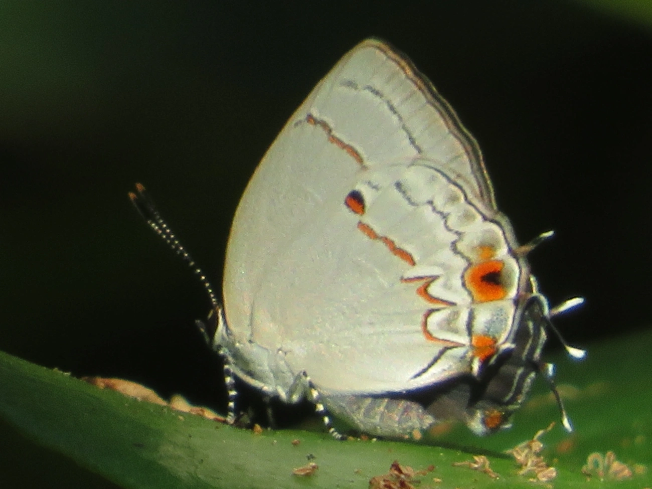 Iaspis talayra, insetos, fotografado em Maresias, São Sebastião