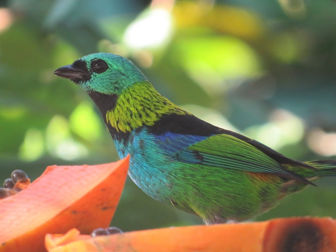 Saíra-sete-cores (Tangara seledon), aves, fotografado em Maresias, São Sebastião